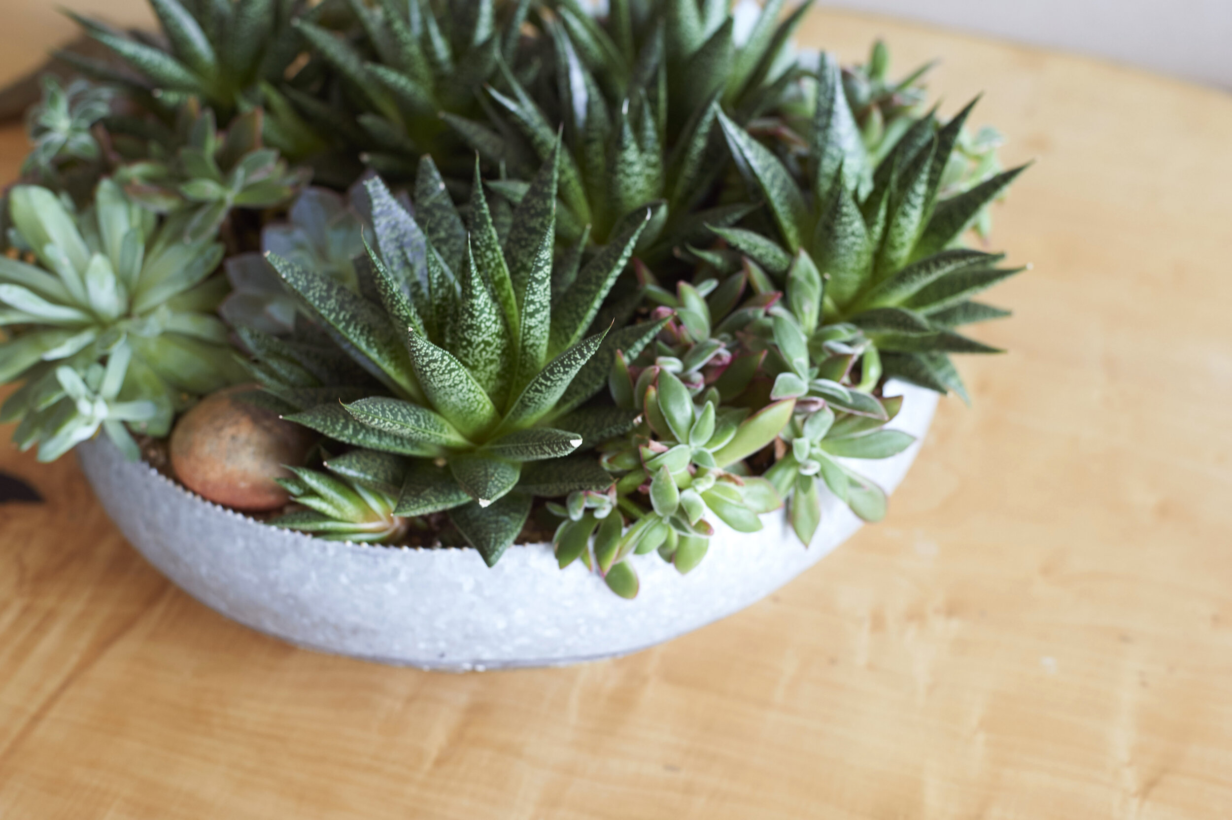 Succulents in planter on wooden table
