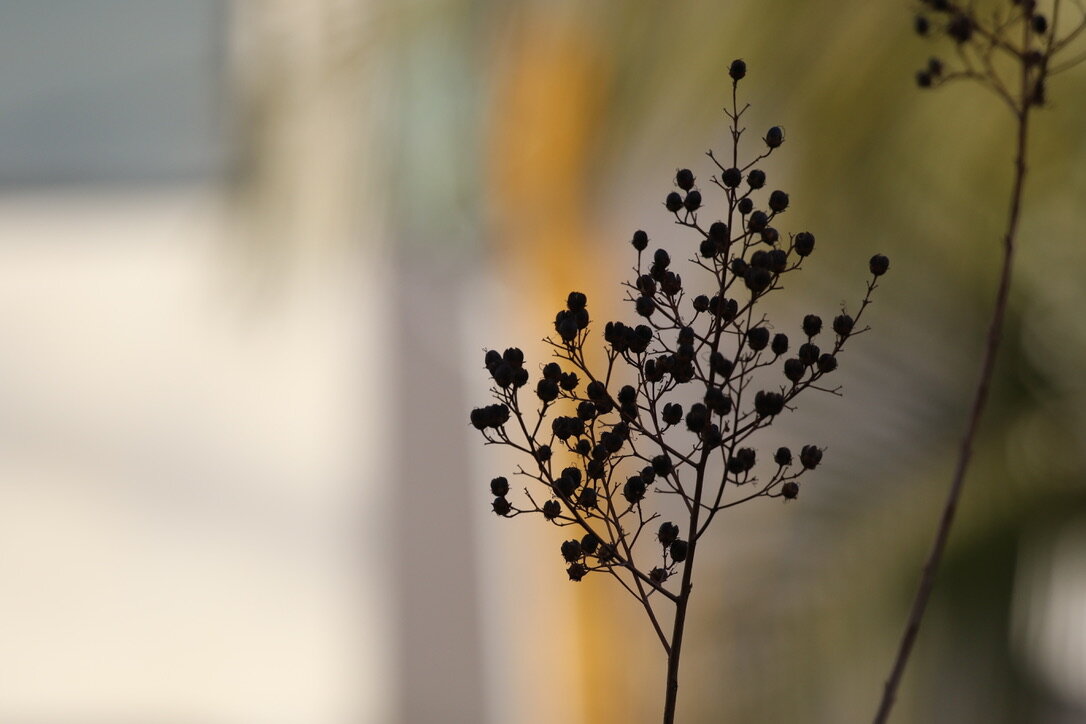 silhouetted plant