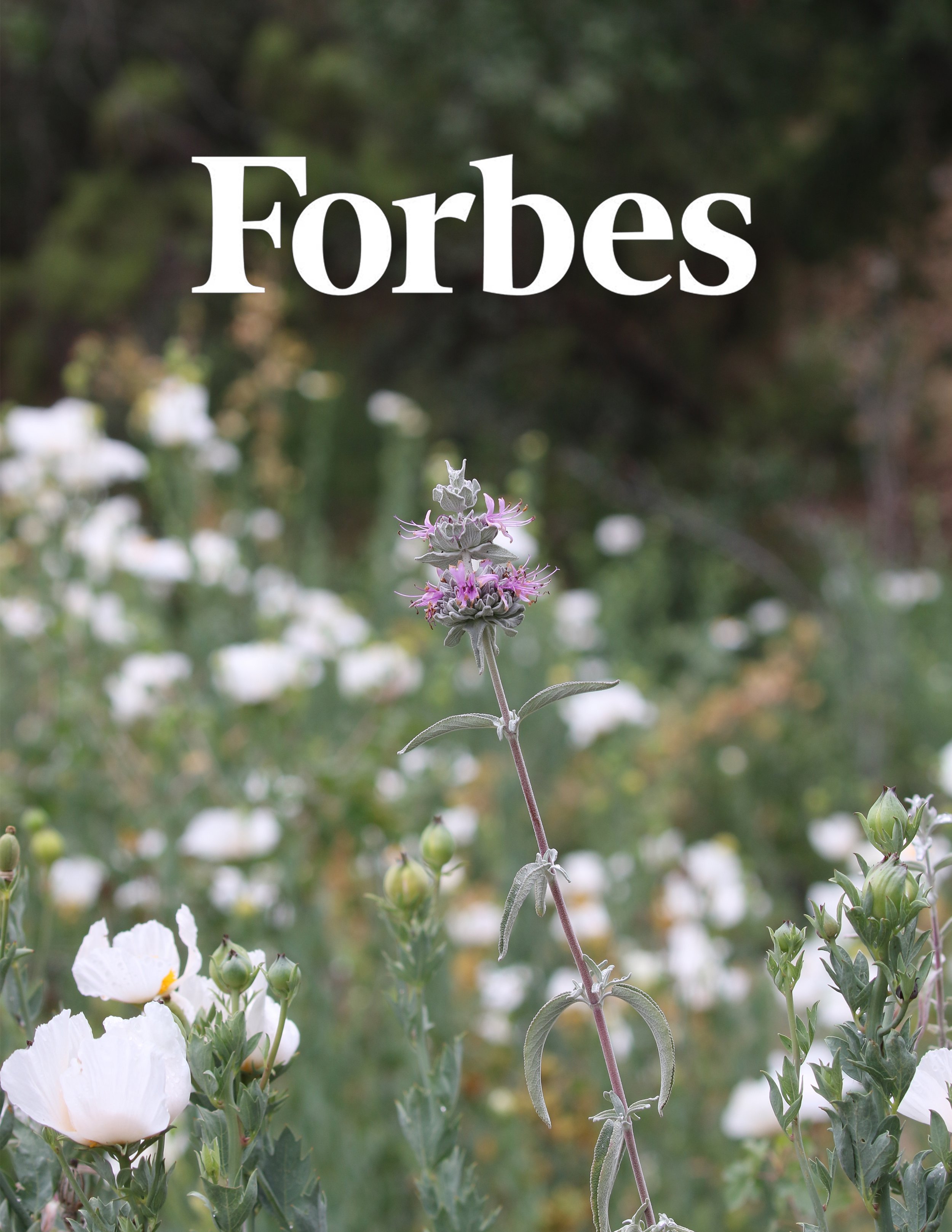  Forbes article featuring quotes from Sarah Barnard on landscaping trends. 