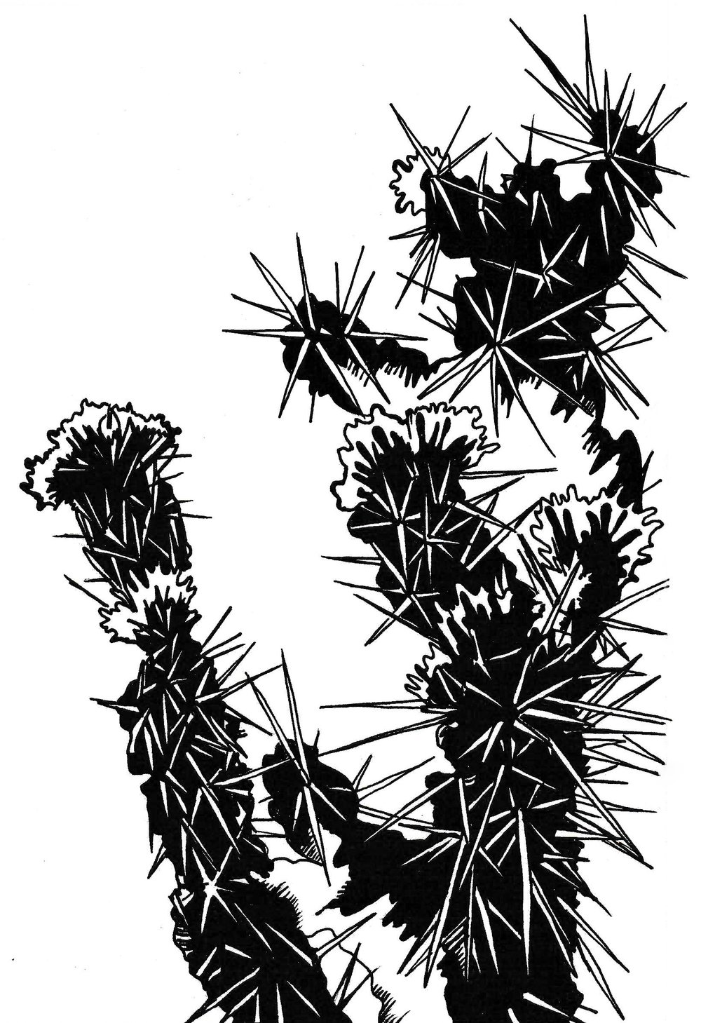 cactus-illustration-final.jpg
