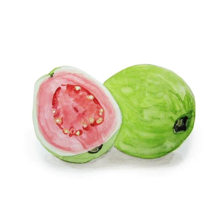 Food-Illustration-I-Guava-watercolor-by-Beth-Bilé.jpeg