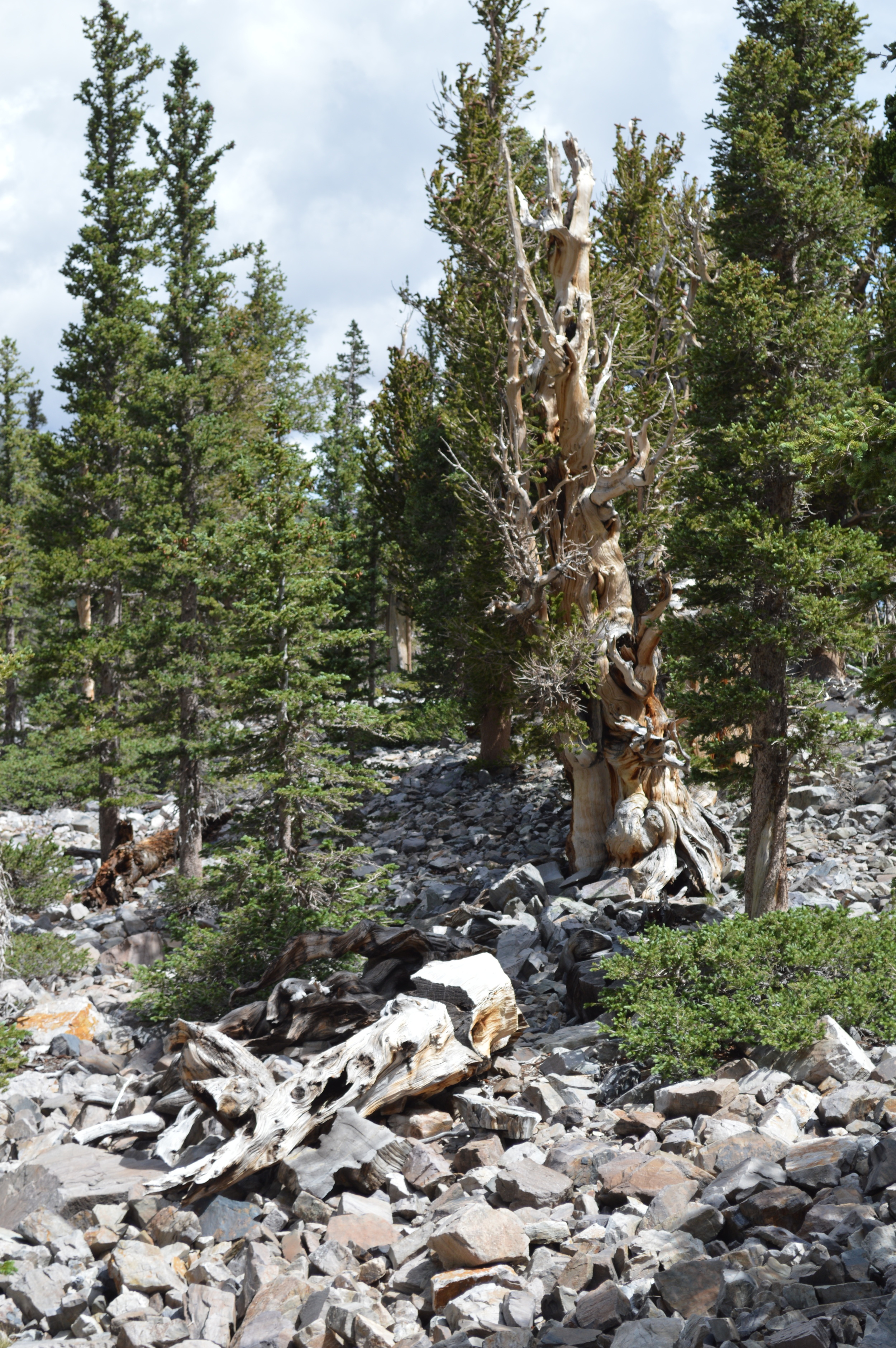 The Prometheus Tree