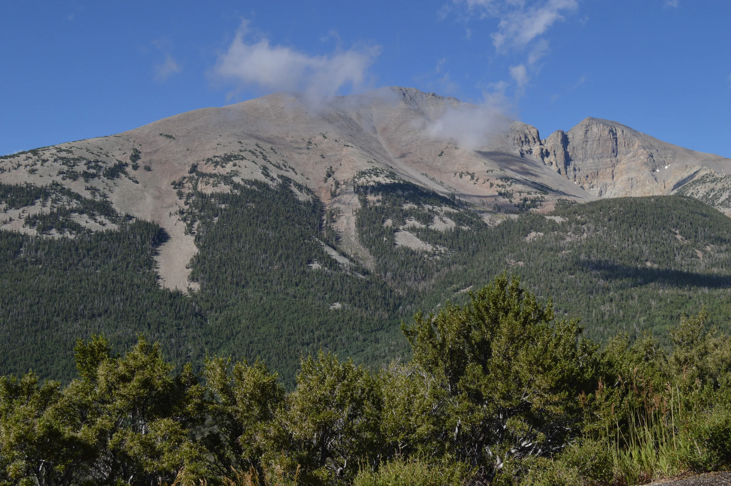 First view of groves from Mather's Overlook