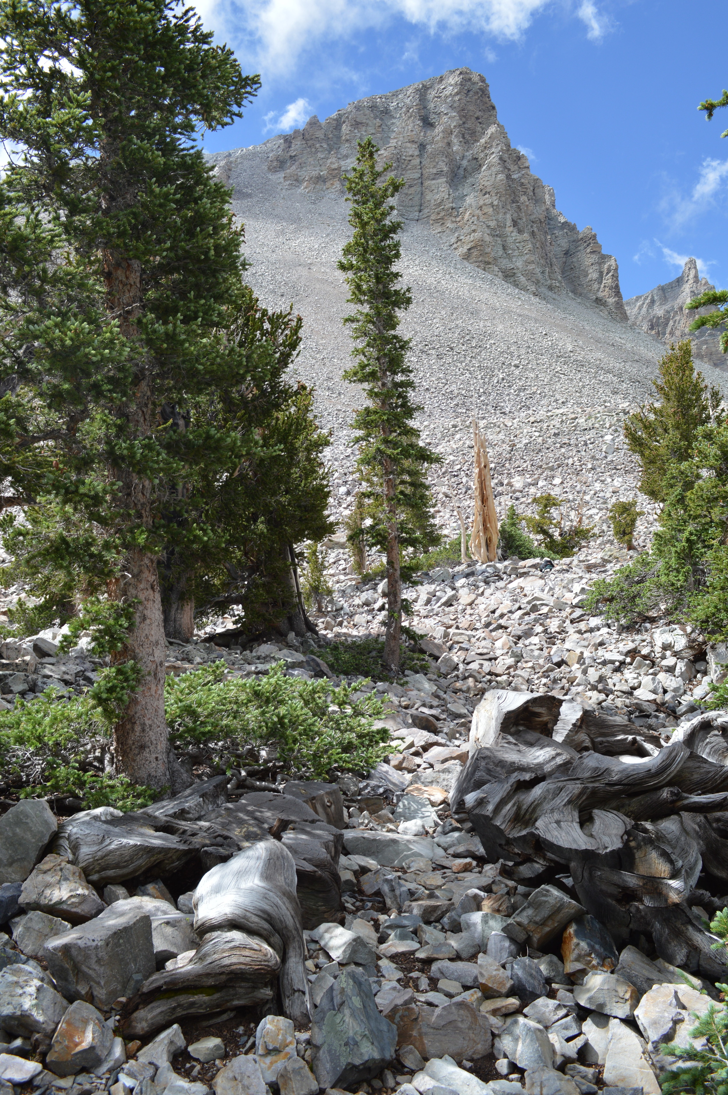 The Prometheus Stump (Foreground), Wheeler Peak (Background). 