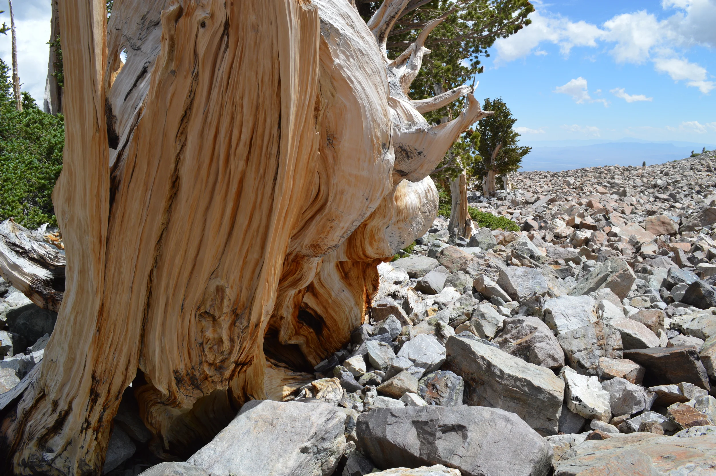 The edge of the forest. Glacial Moraine at tree line on northeast face of Wheeler Peak, (Near Prometheus Stump)