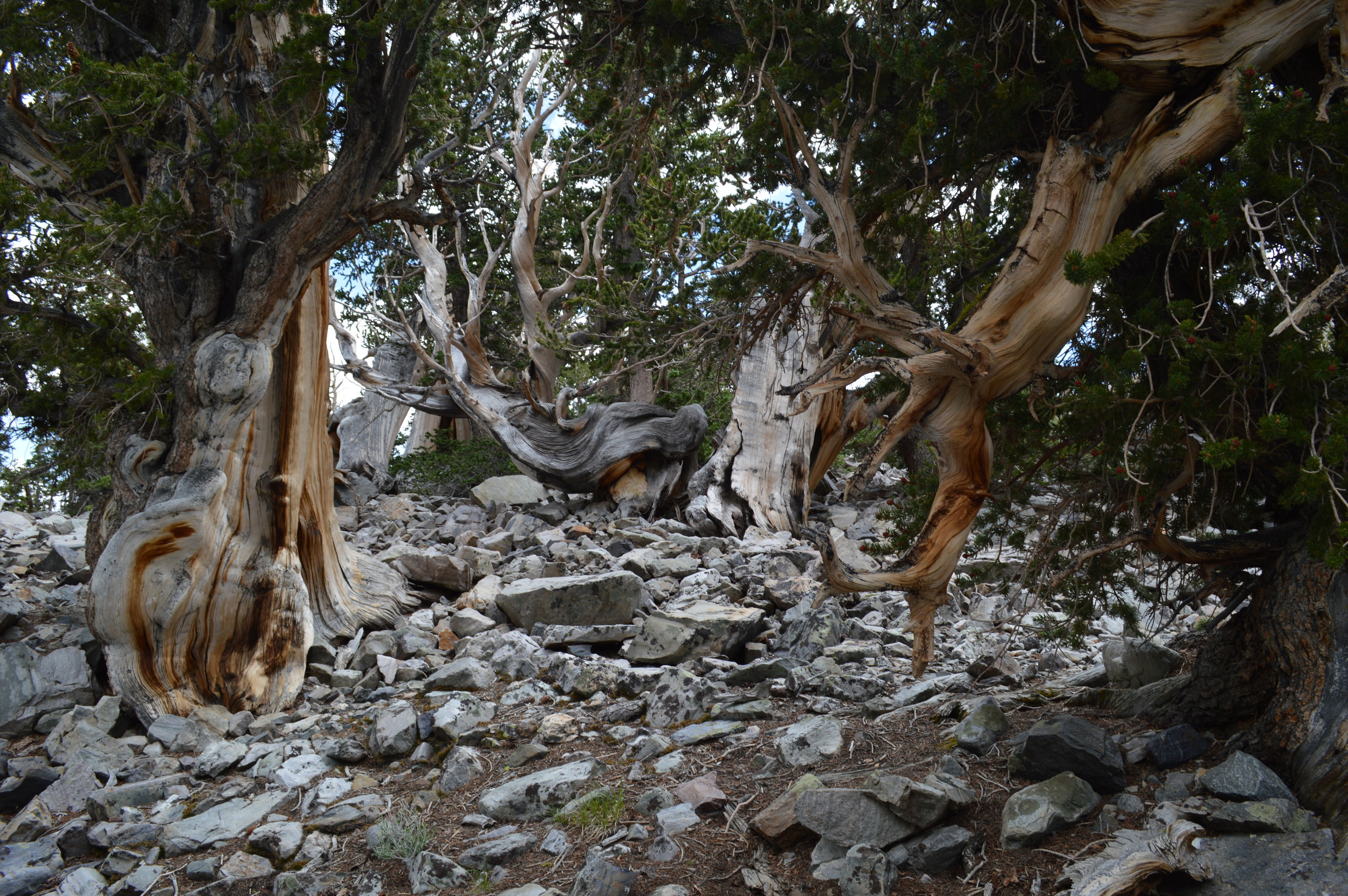 Group of ancient bristlecones near the Prometheus stump on Wheeler Peak