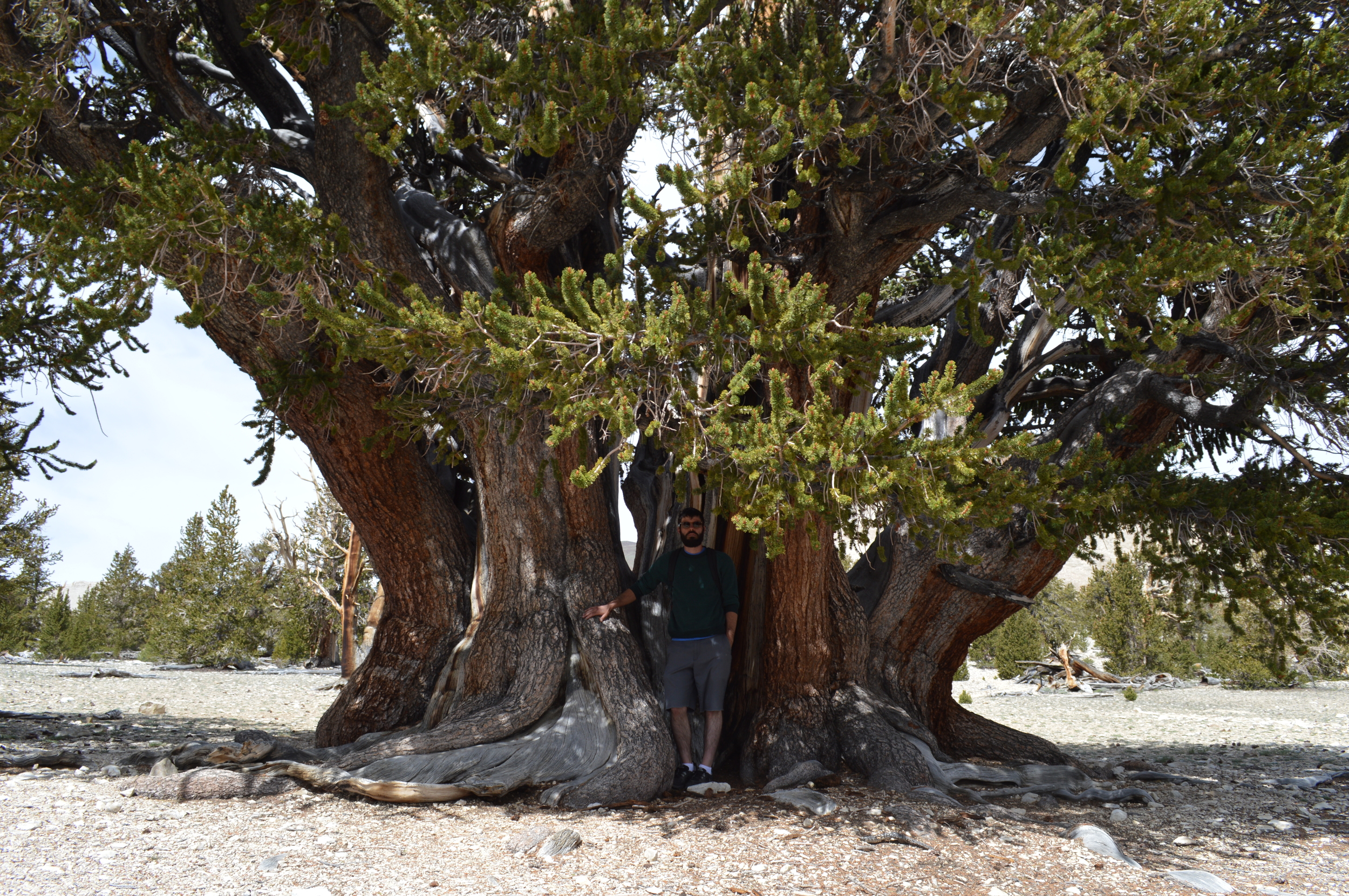 Patriarch Tree, 1500yrs, Patriarch Grove - The remote White Mountains of the Inyo National Forest.