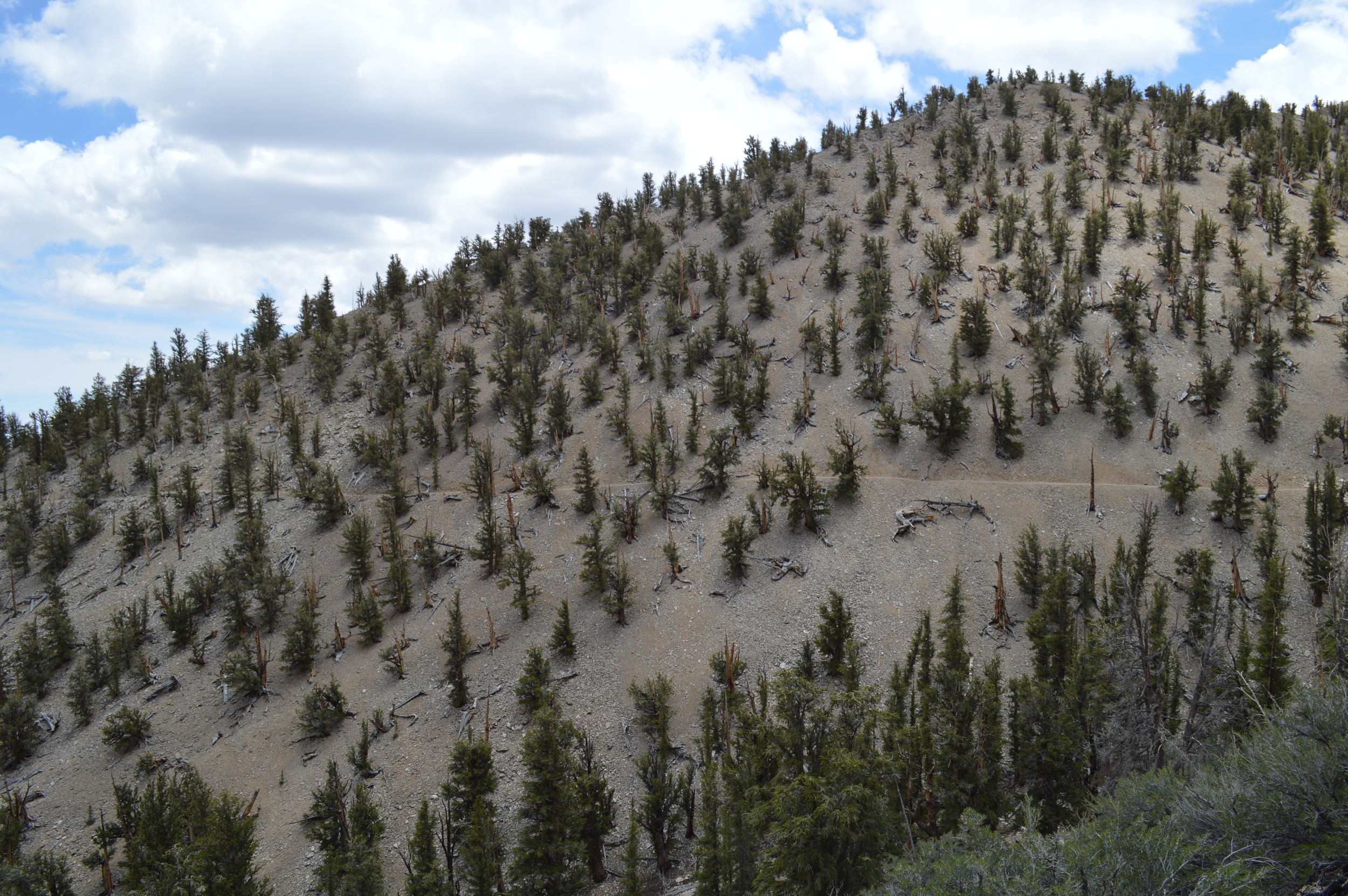 From a distance. Grove of ancient bristlecones on California's White Mountains Methuselah Trail