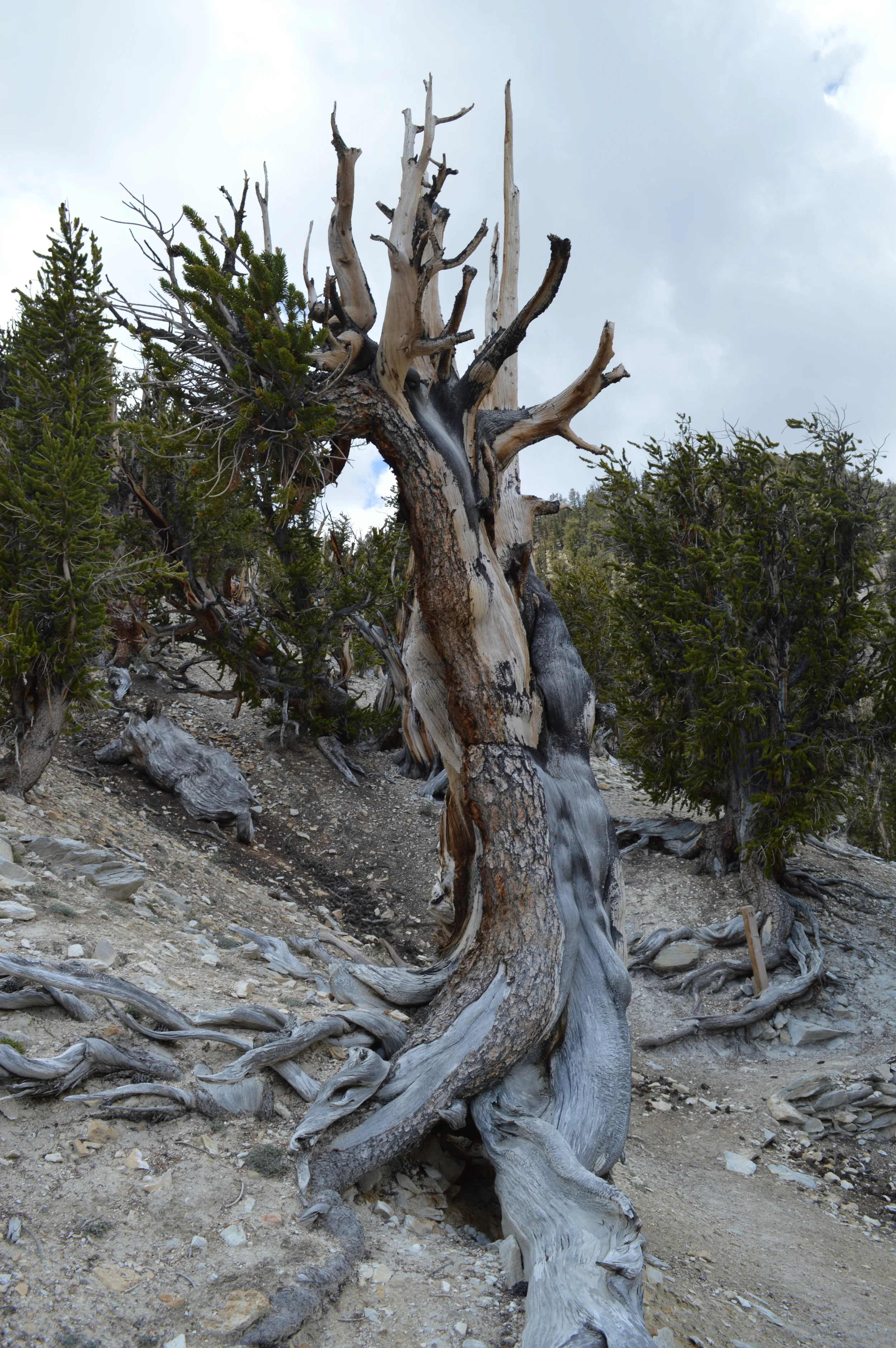 Life-blood-bark-strips on an ancient bristlecone. 4000+ yr old tree in California's White Mountains Methuselah Grove. 