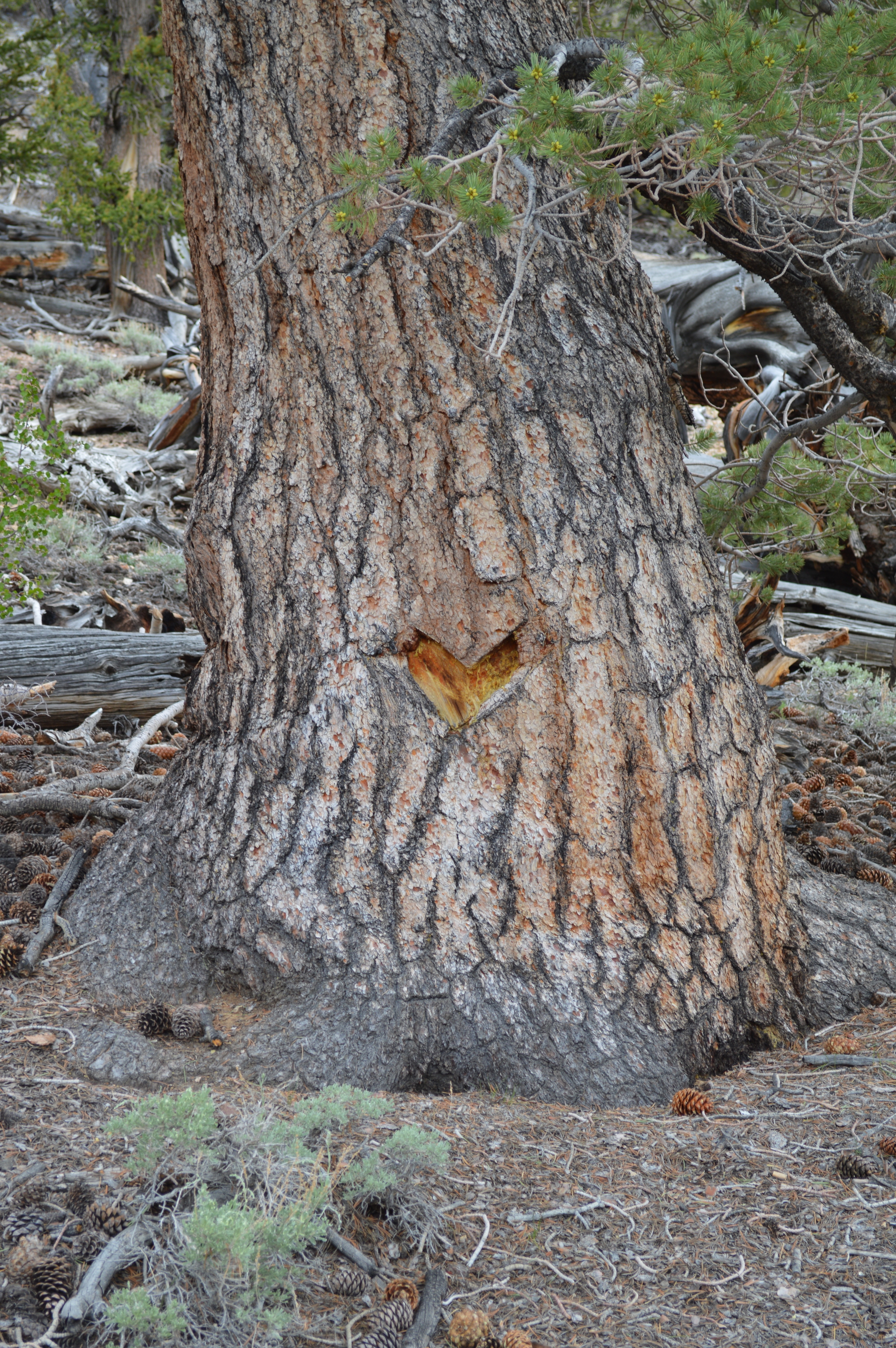 Tree vandals in the 21st century, a heart symbol knifed into the bark of a bristlecone in California's White Mountains.