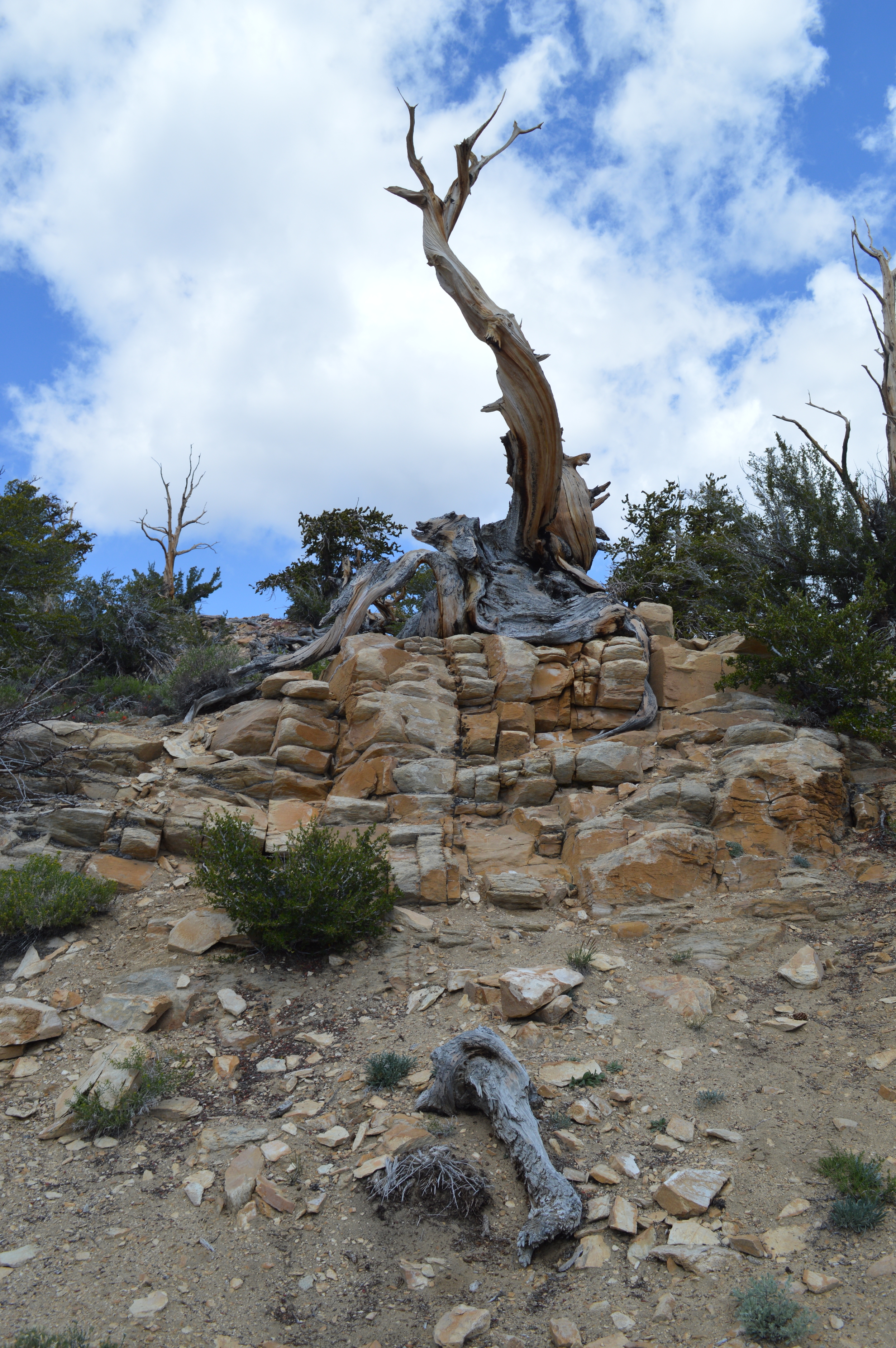 Methuselah Trail