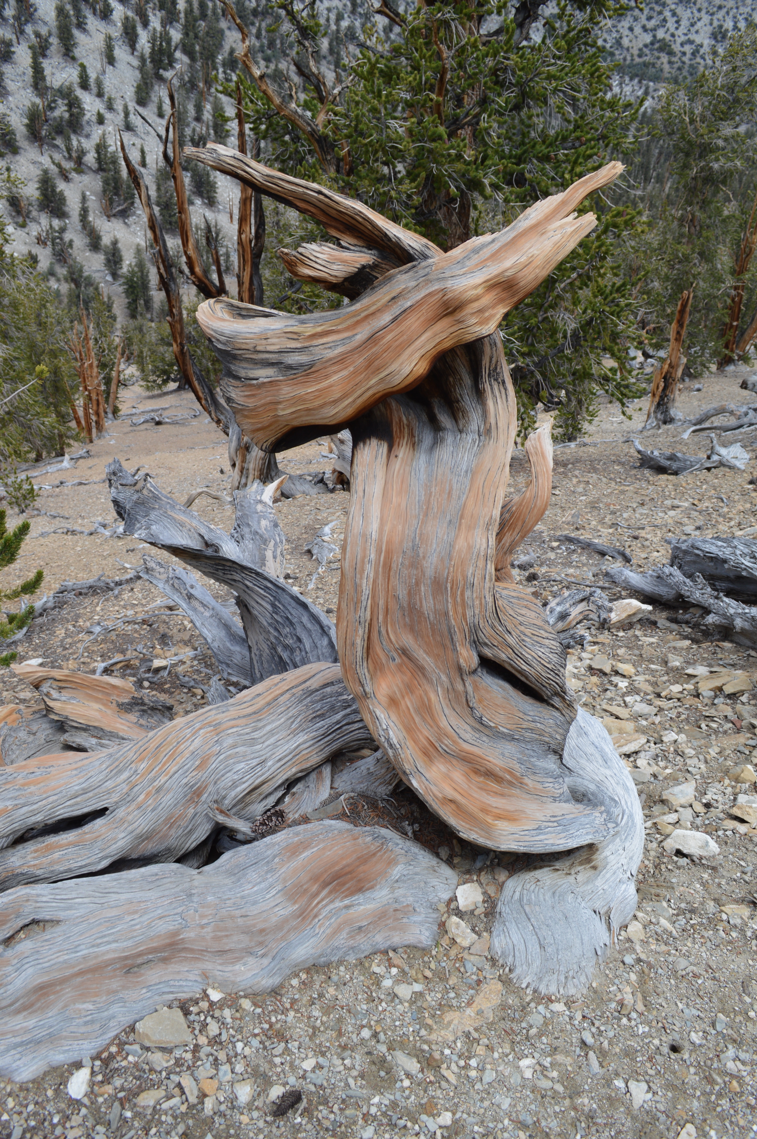 Dead snag on the Methuselah Trail