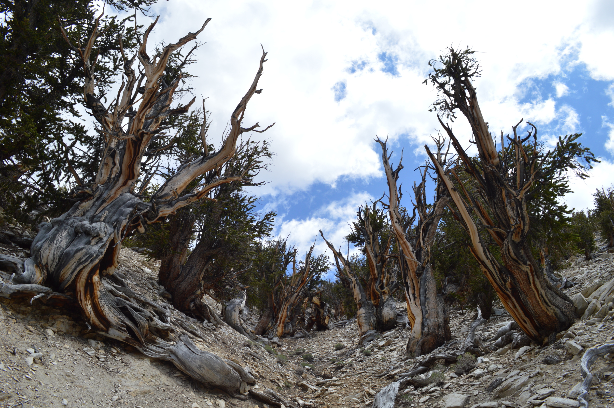 Methuselah Trail