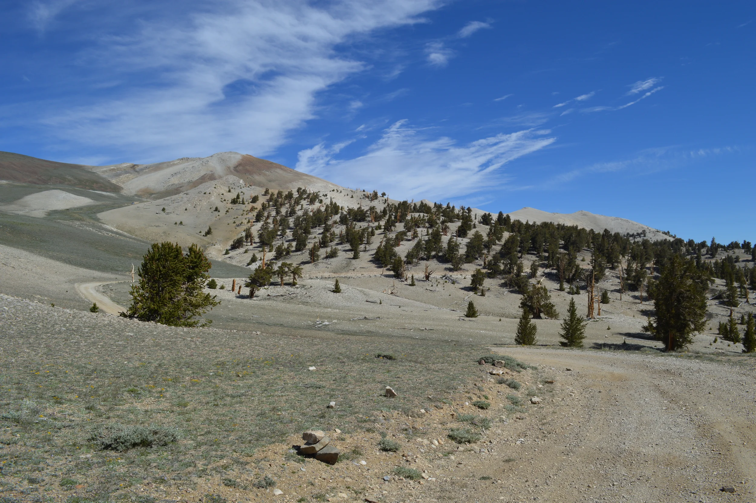 The unpaved route to Patriarch Grove