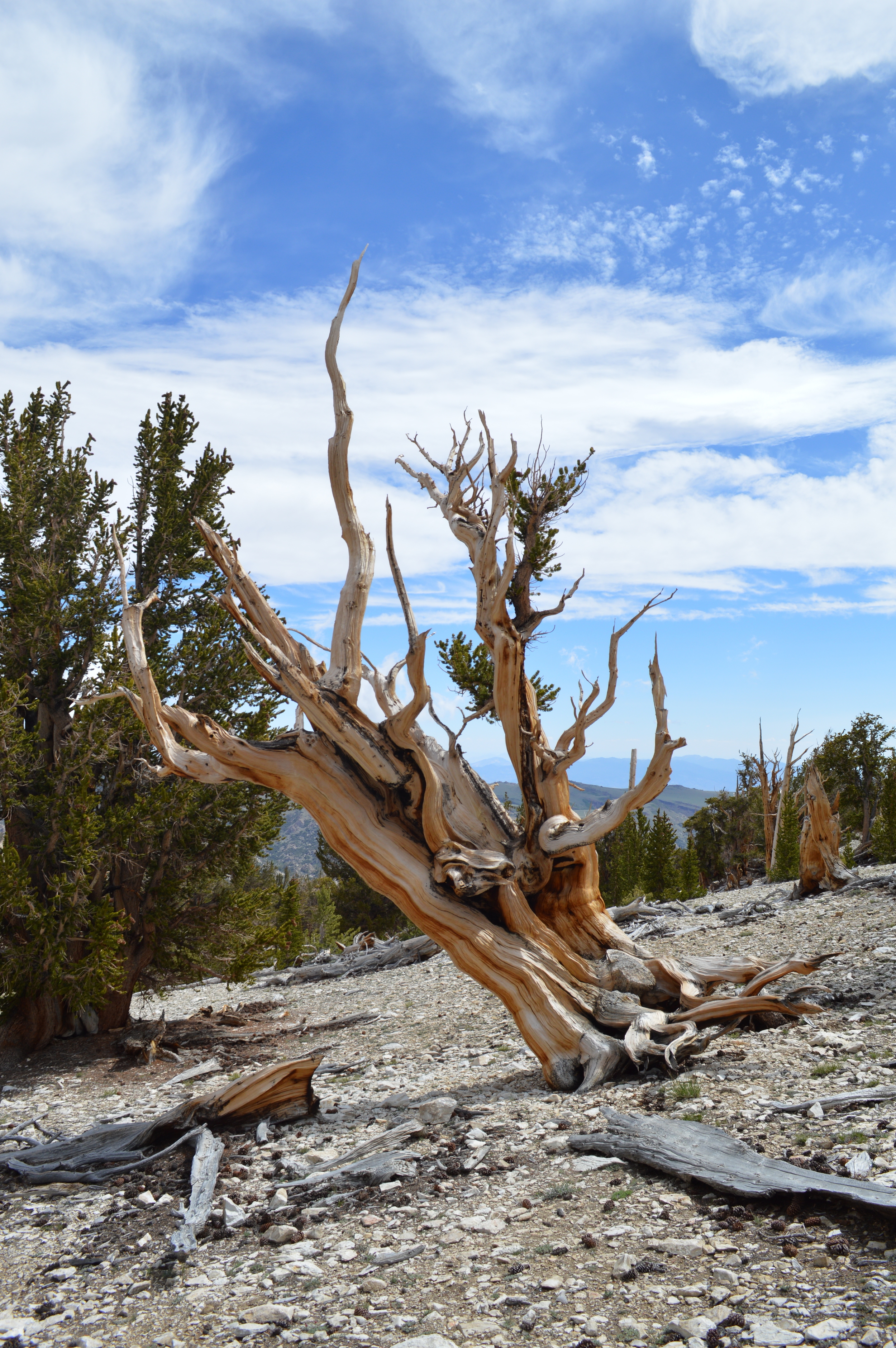 Clinging to the mountain. Ancient Bristlecone at Patriarch Grove