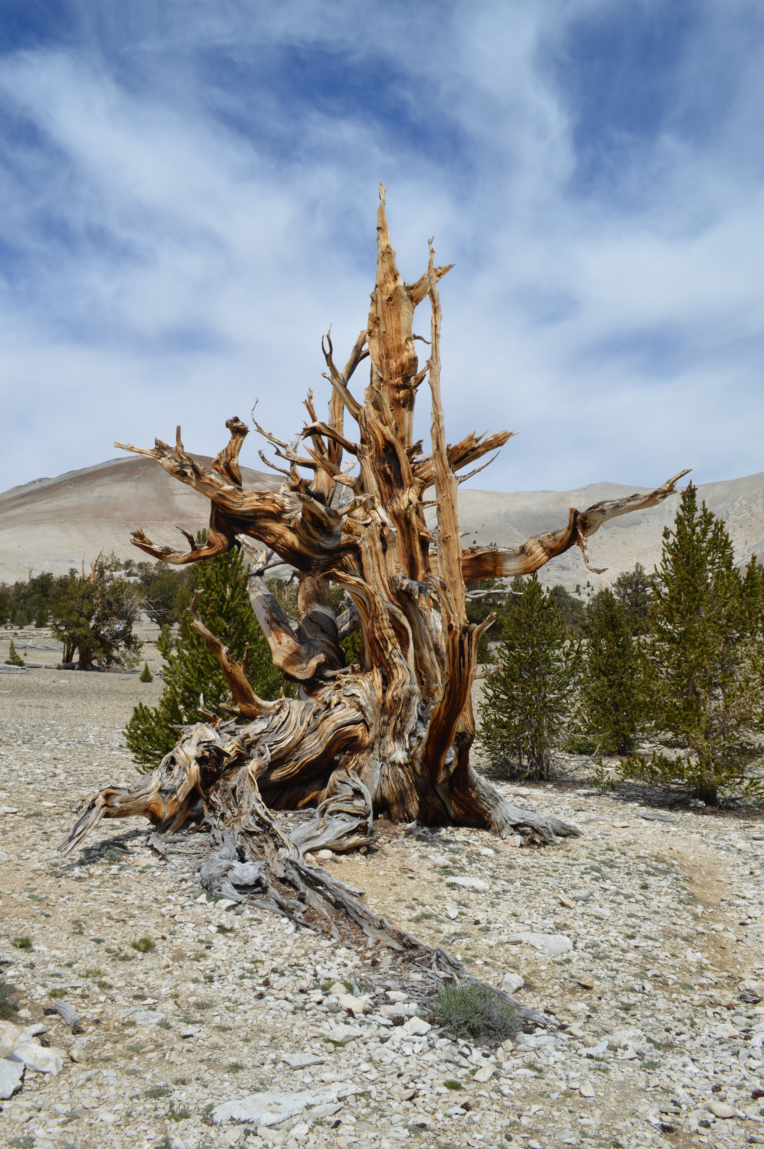 A dead standing Bristlecone at Patriarch Grove