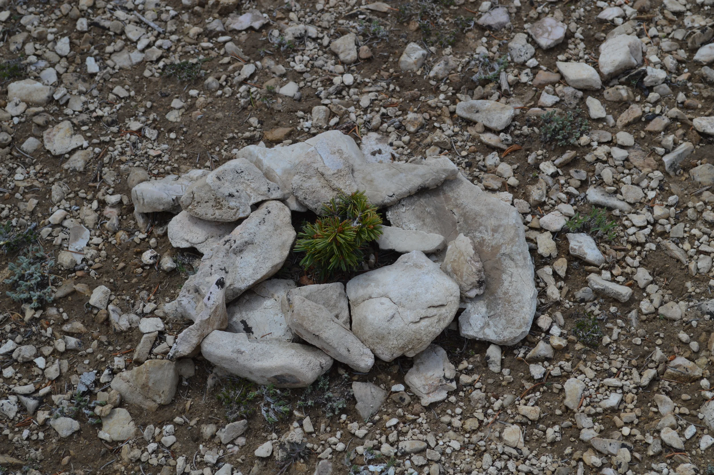 New bristlecone growth in Patriarch Grove.