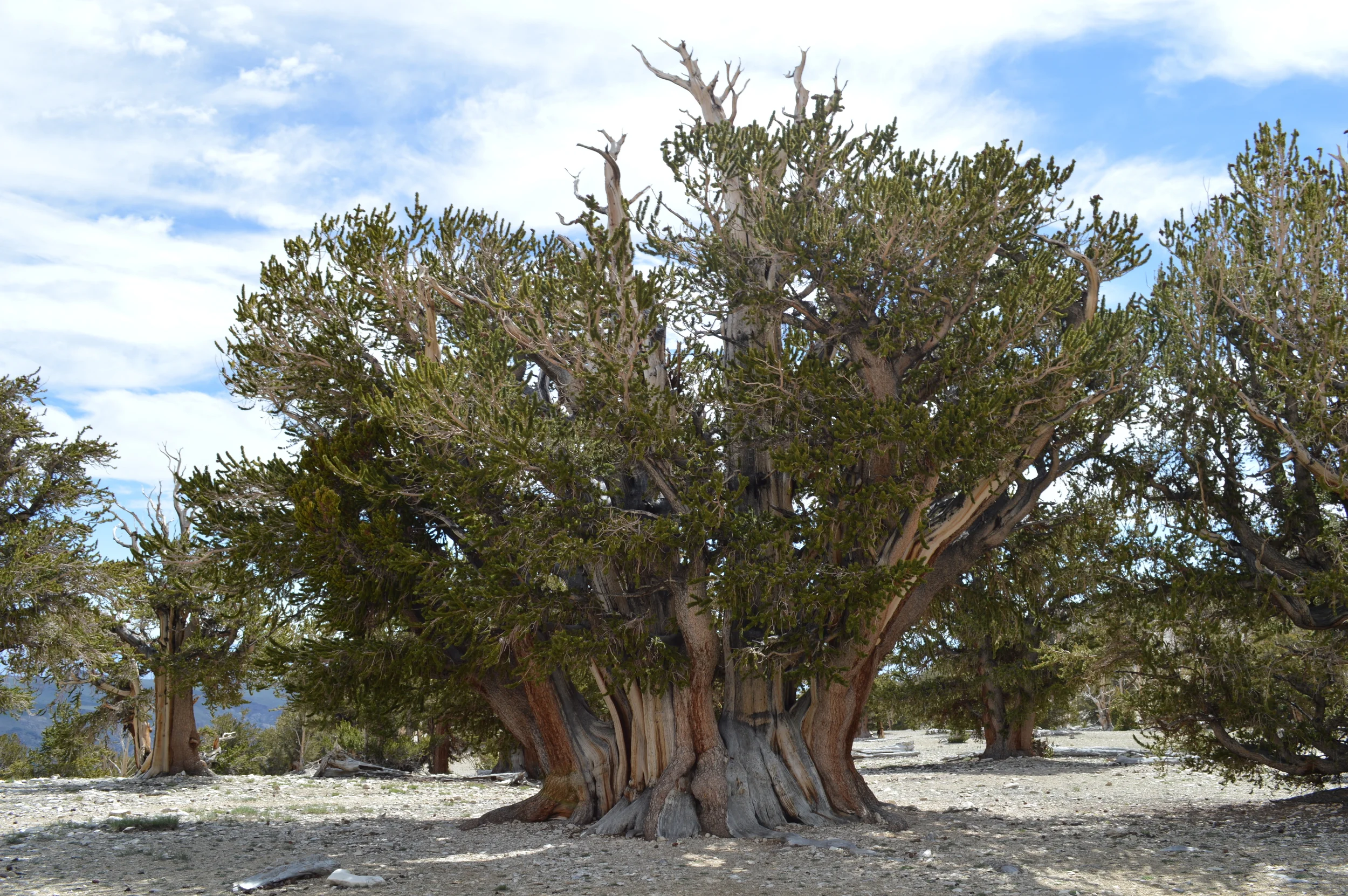The famed Patriarch tree. At only 1500yrs, it has the largest mass of all living bristlecones.