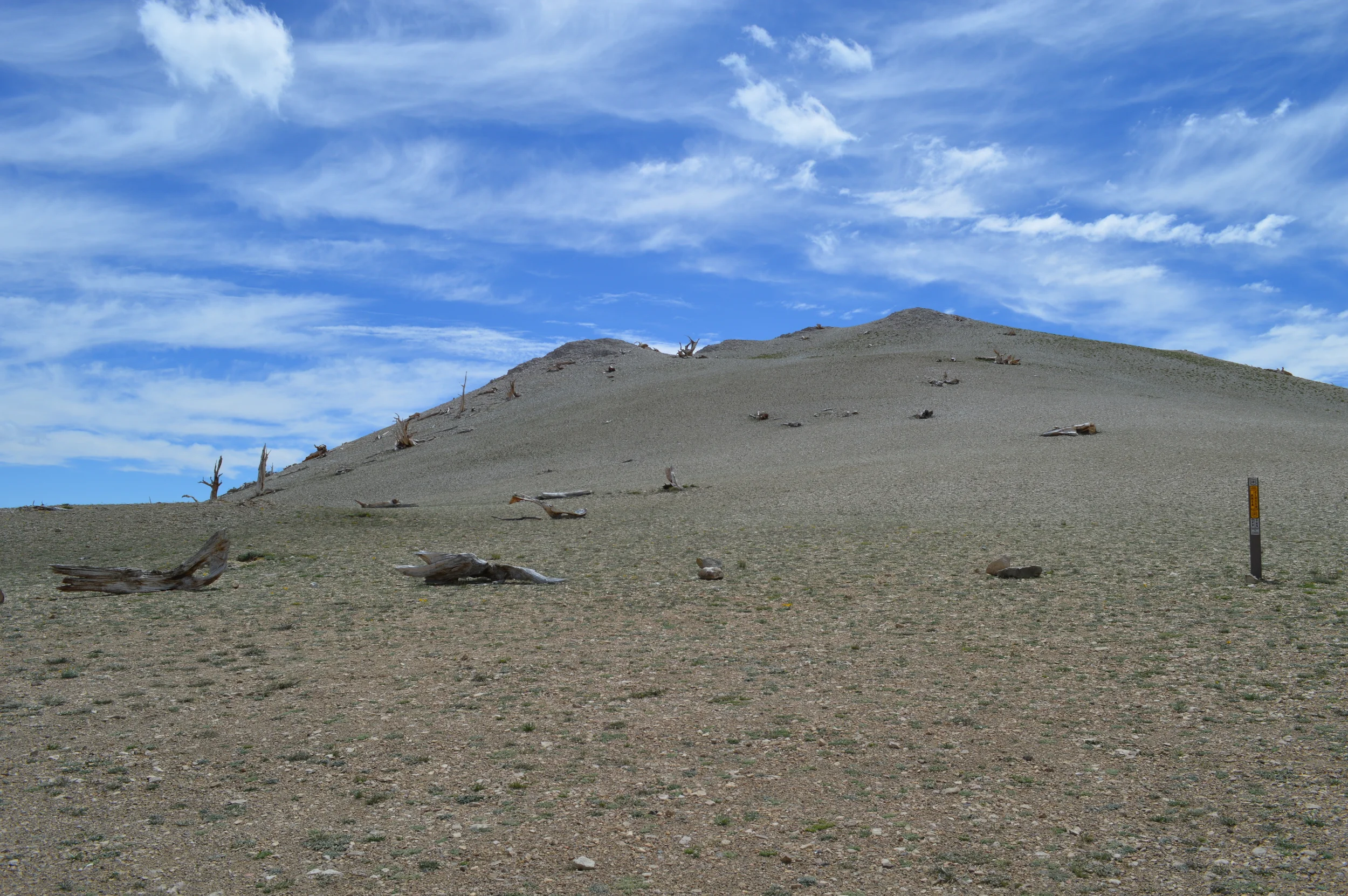 Remnants of a dead forest. Patriarch Grove. 