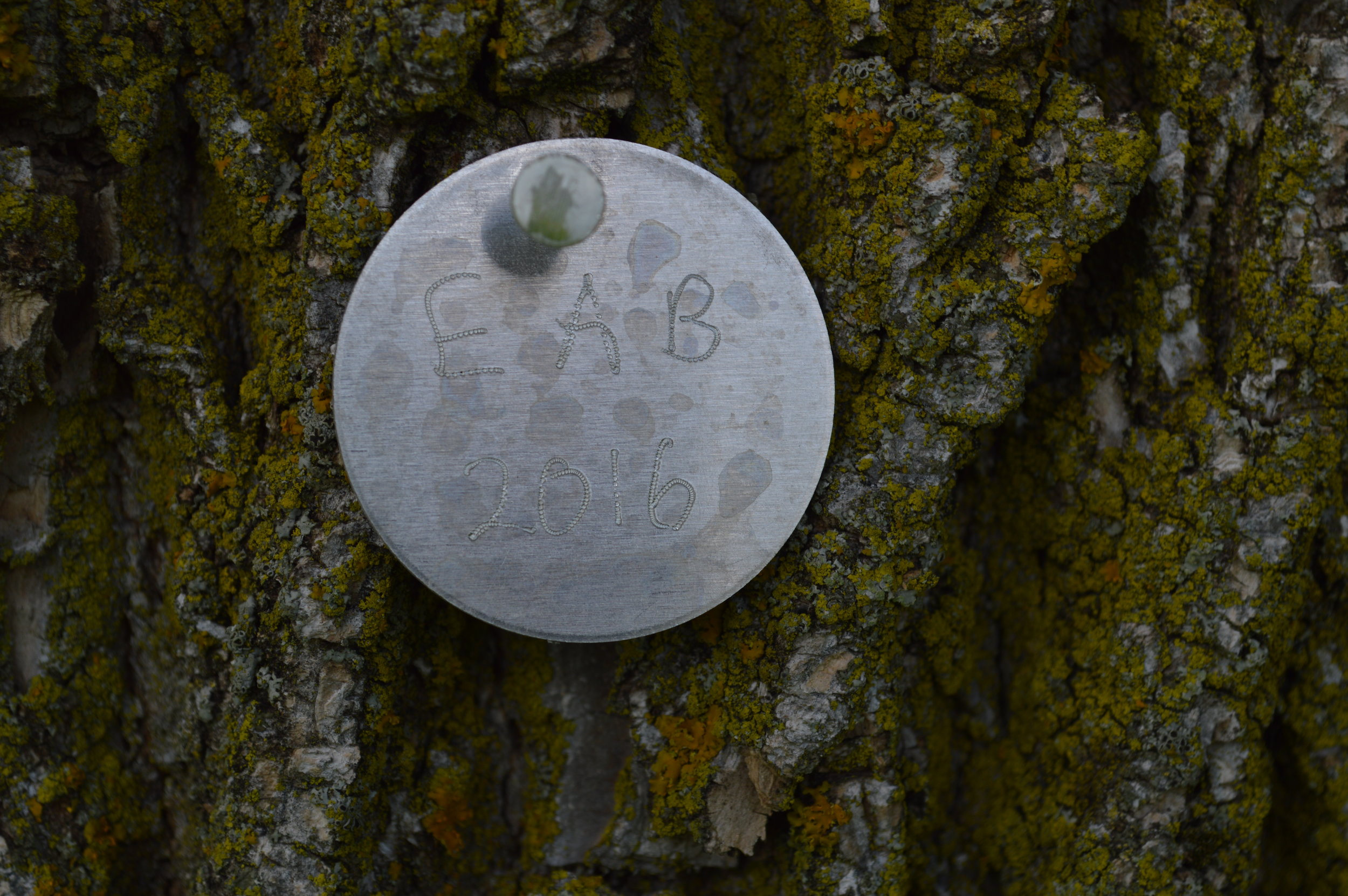 EAB tag on living ash. Soldiers Field Park. Rochester, MN