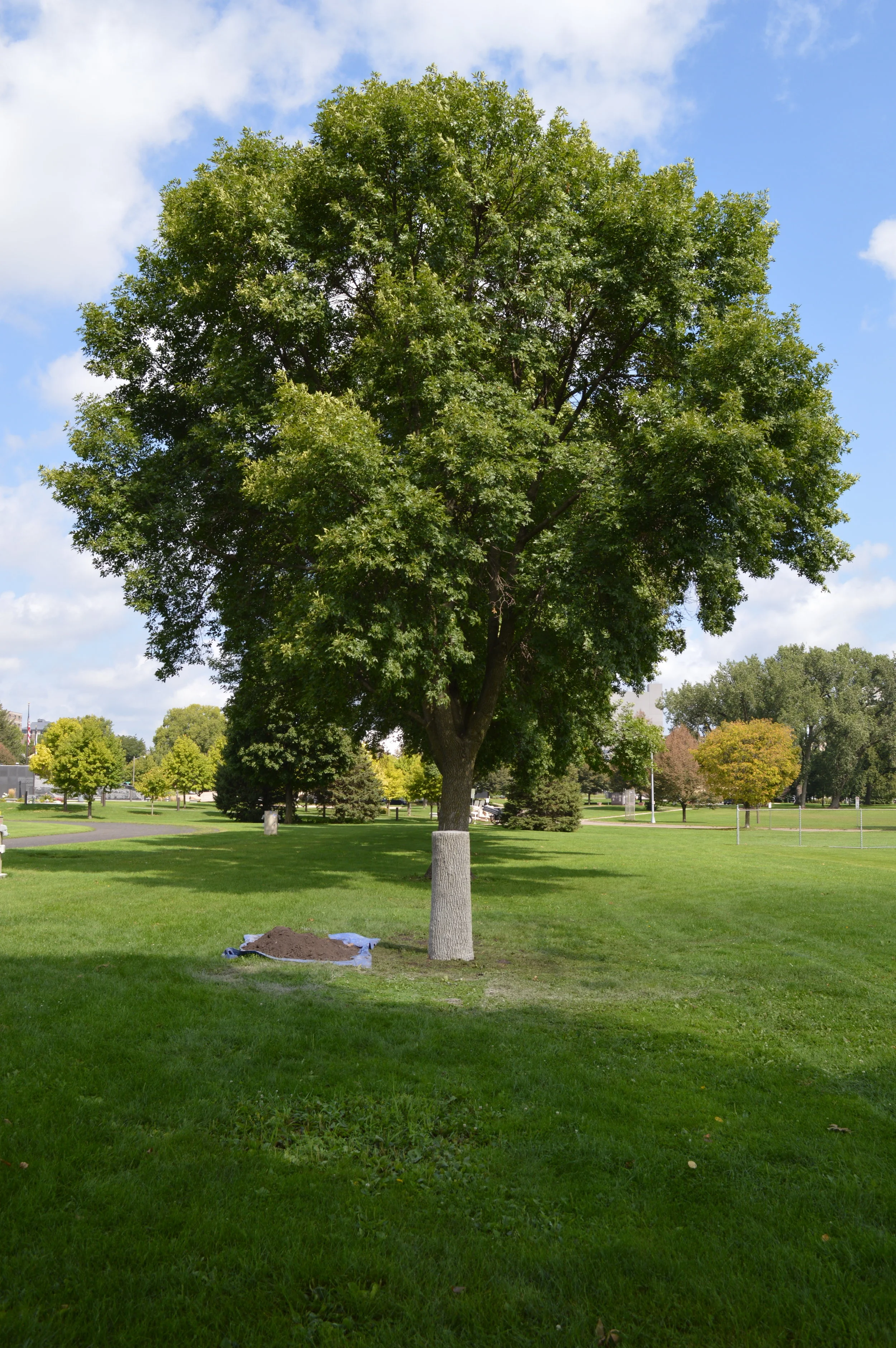 EAB Sculpture after removing the mold. Soldier's Field Park. Rochester, MN