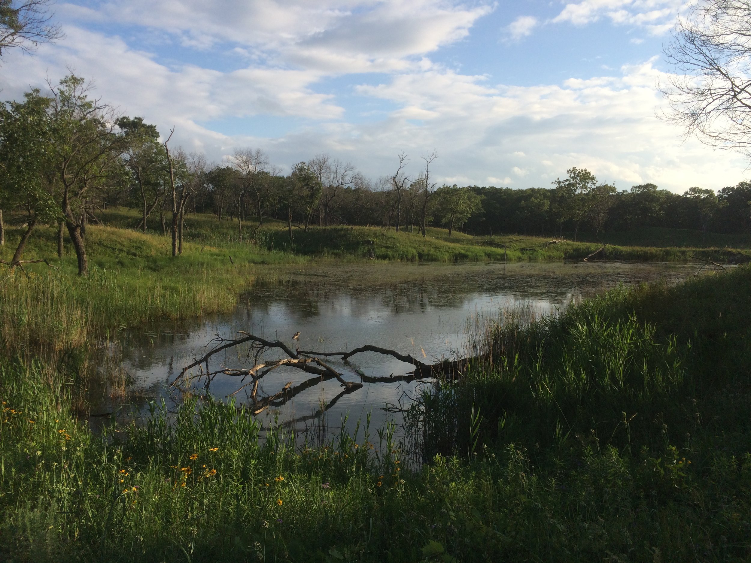 Lagoon in the park