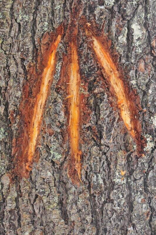 Maine's Biggest Timbers - kings broad arrow-300dpiWcullina (2).jpg