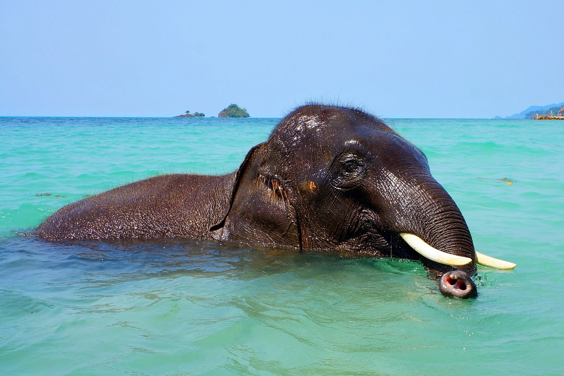 Yo no necesito usar un traje de baño porque soy elefante.