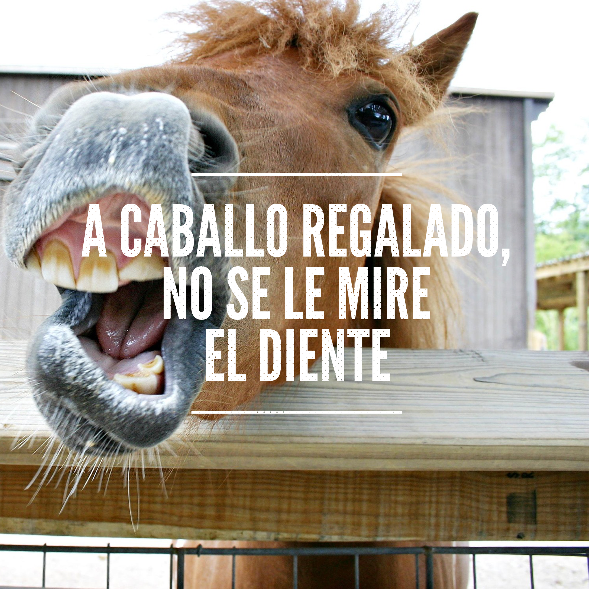 A caballo regalado no se le mire el diente