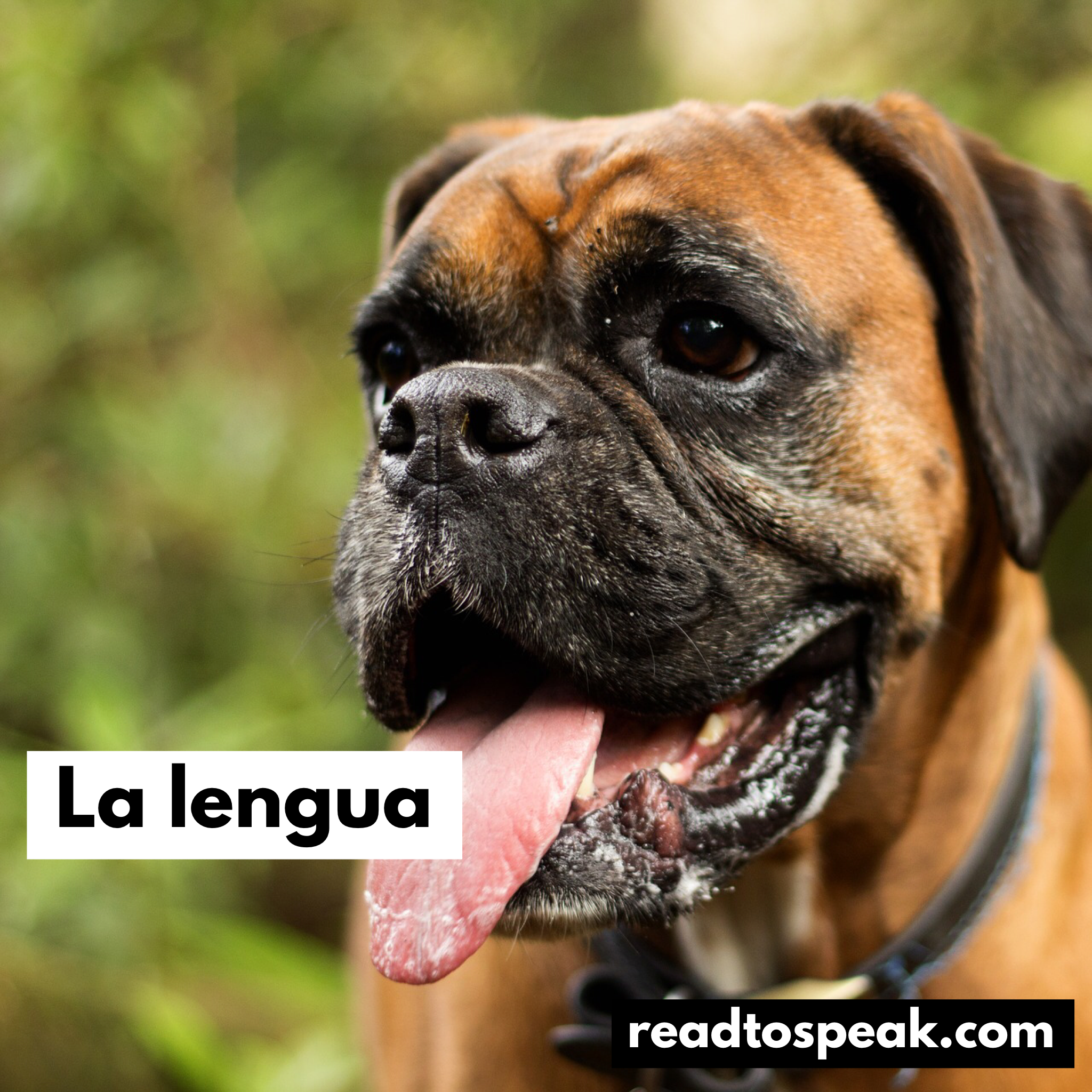 Read to Speak Spanish - la lengua.PNG
