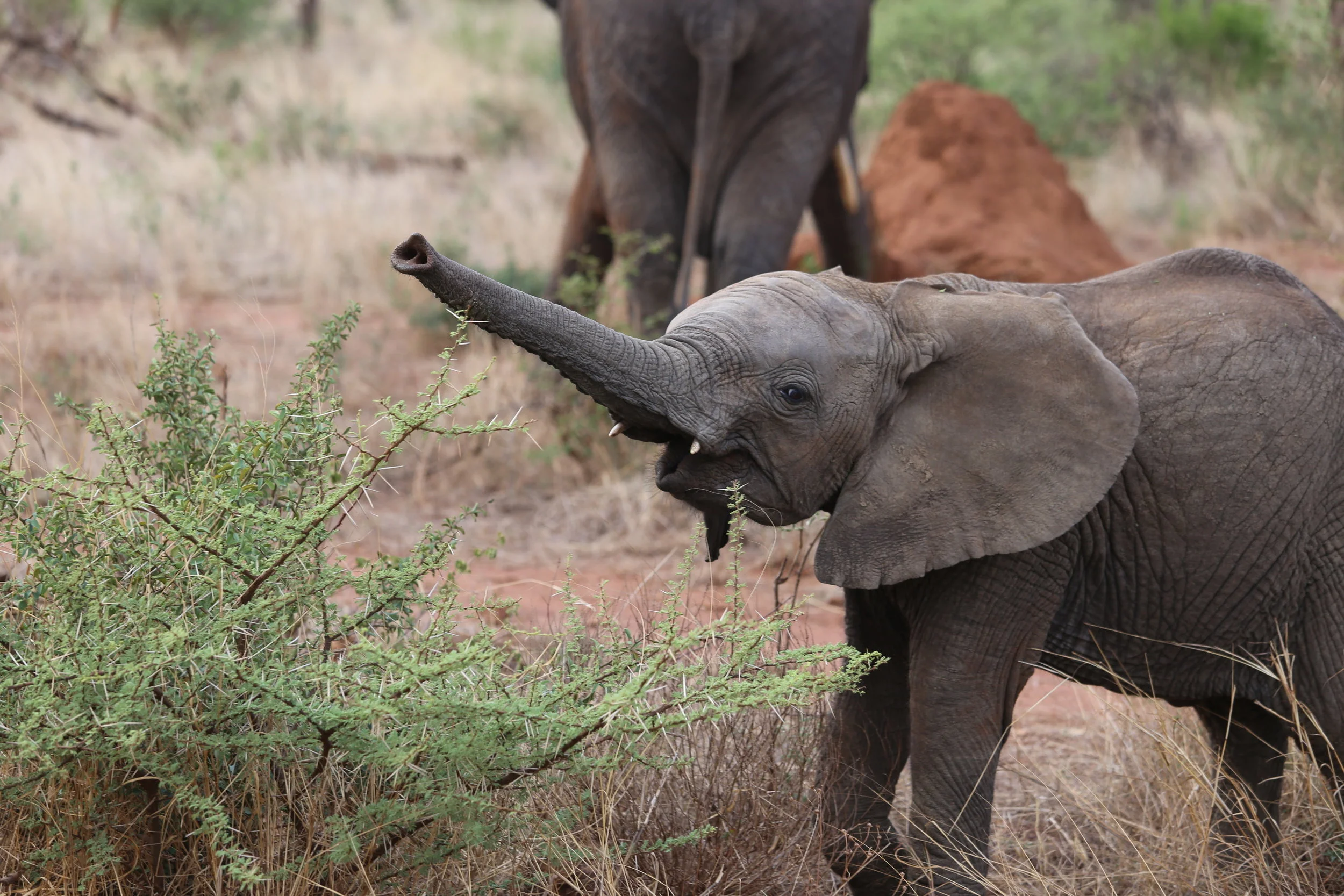 Quiero un elefante pequeño. Estoy muy triste porque no tengo un elefante pequeño.