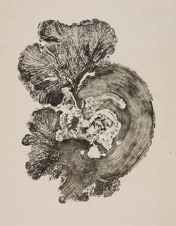 CEDAR BURL Bryan Nash Gill/Princeton Architectural Press