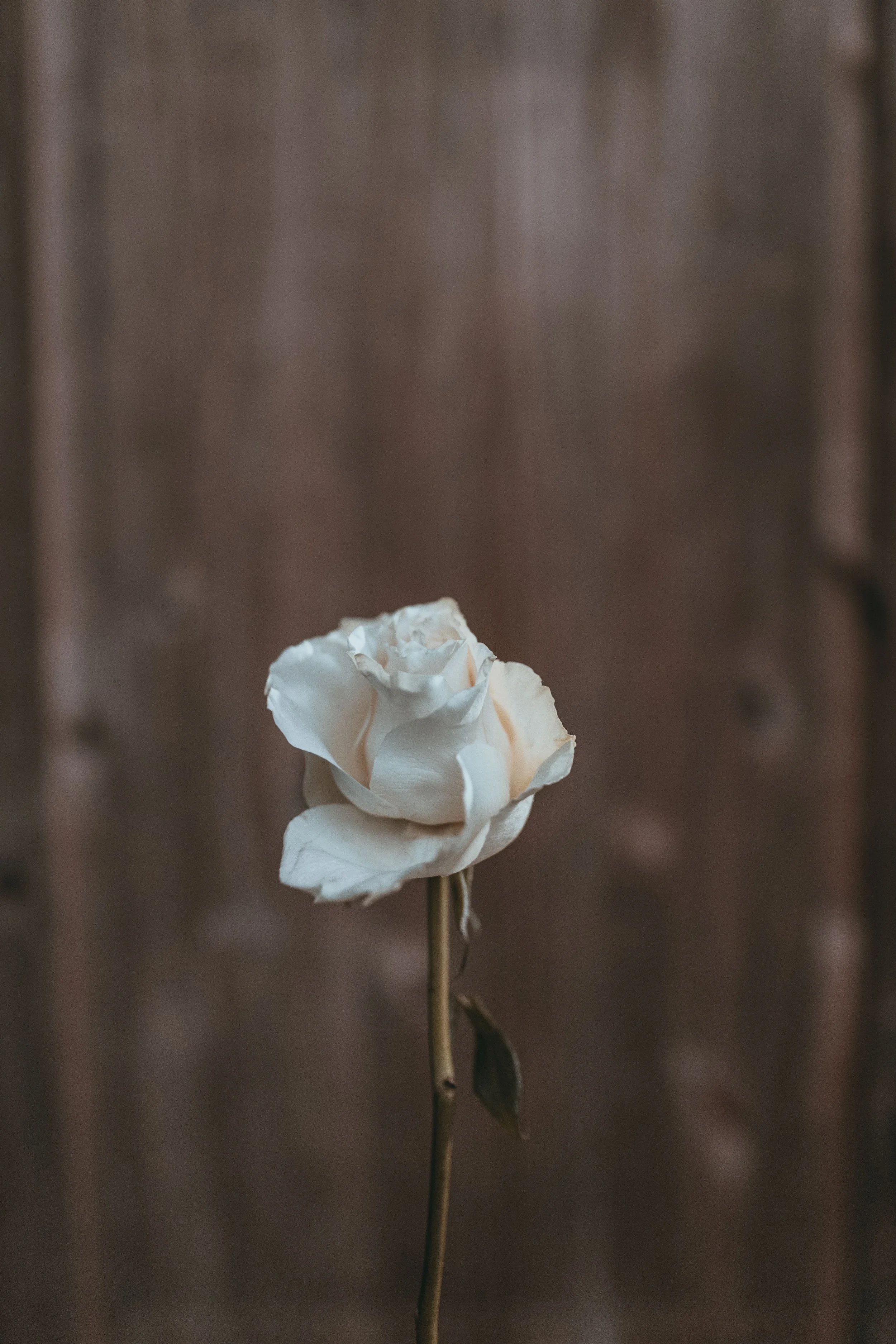 beautiful-color-flora-1713948.jpg