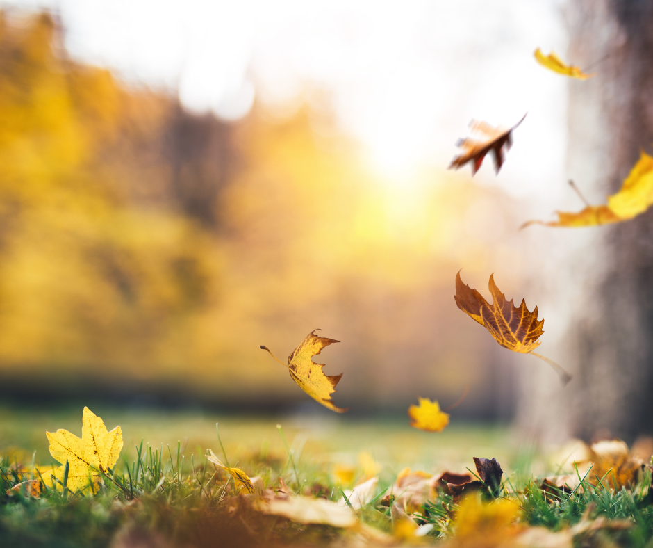 Things to do in the fall time in Sacramento — RCHC