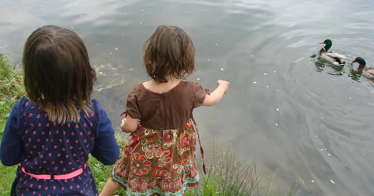 lets-feed-the-ducks.jpg
