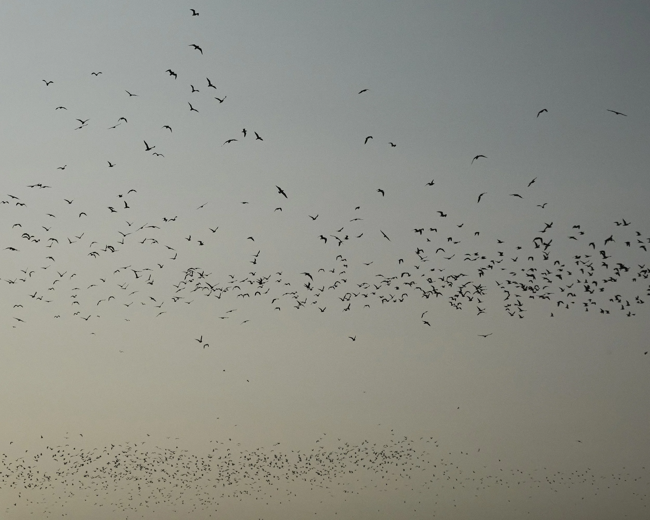 Feeding Flock_RGB_300 dpi_8x10_Web.jpg