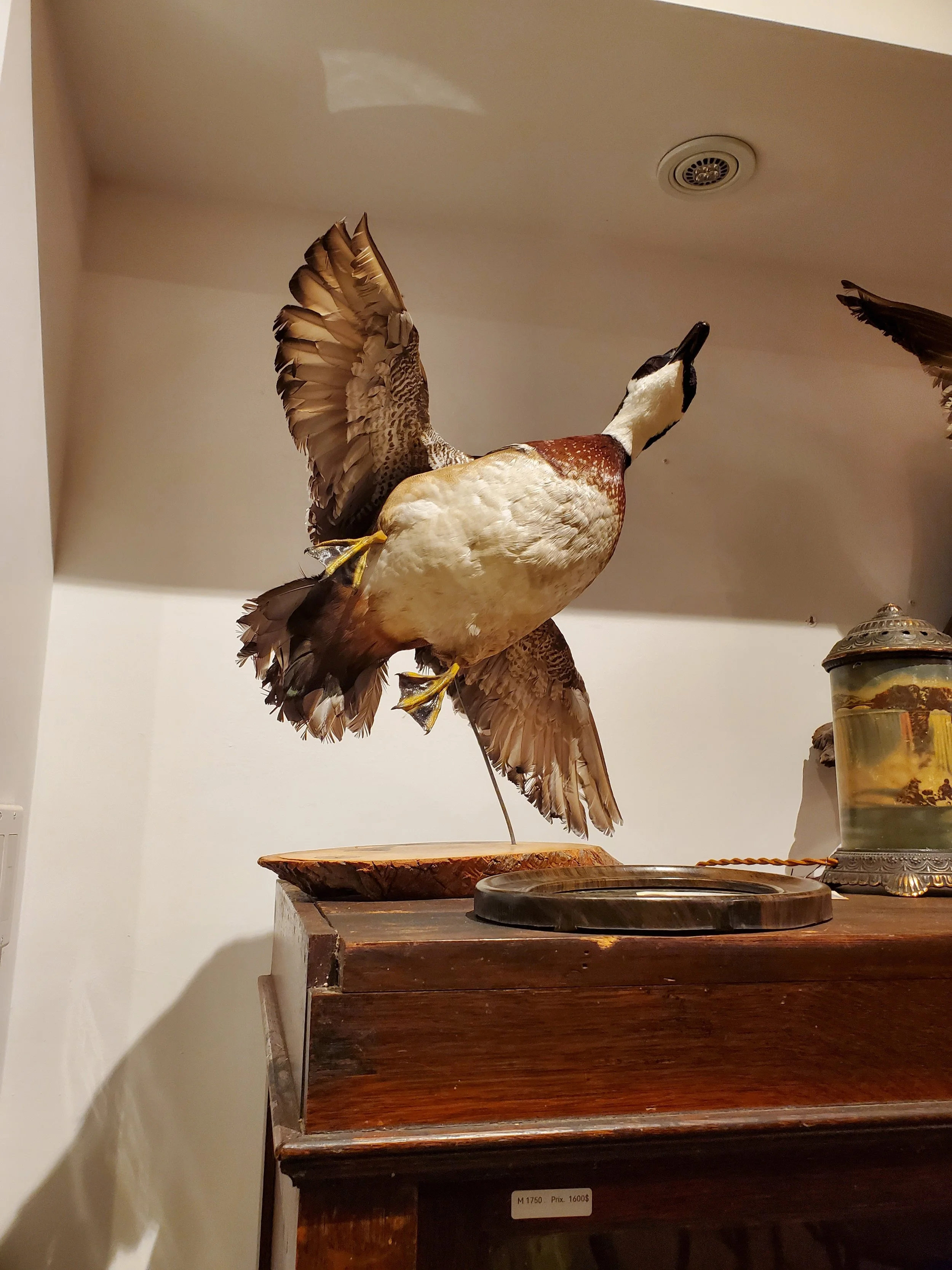 Taxidermie oiseau canard Mallard en vol vintage AC 6279