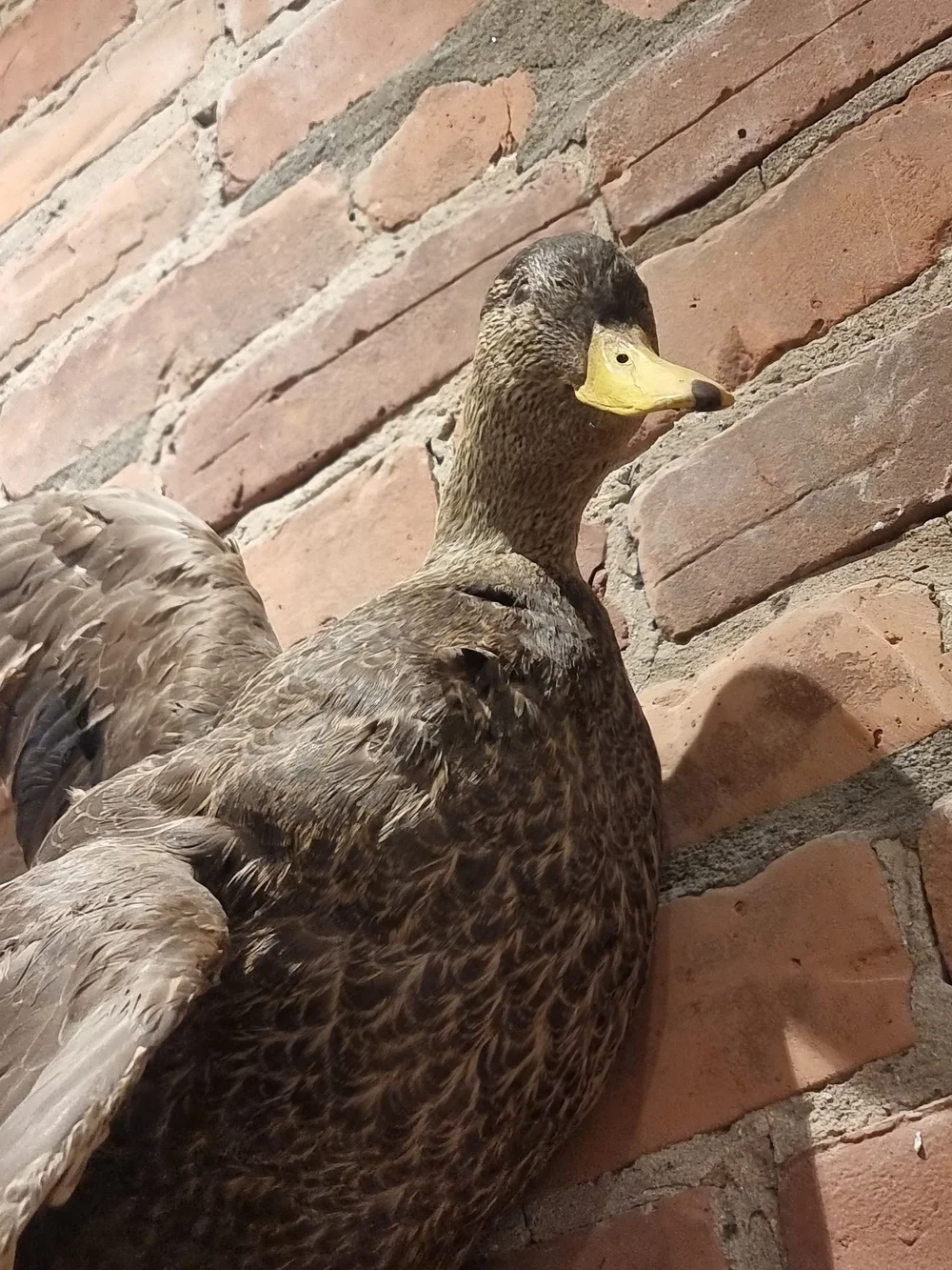 File:Cuvier-97-Canard colvert et Bernache nonnette.jpg - Wikimedia