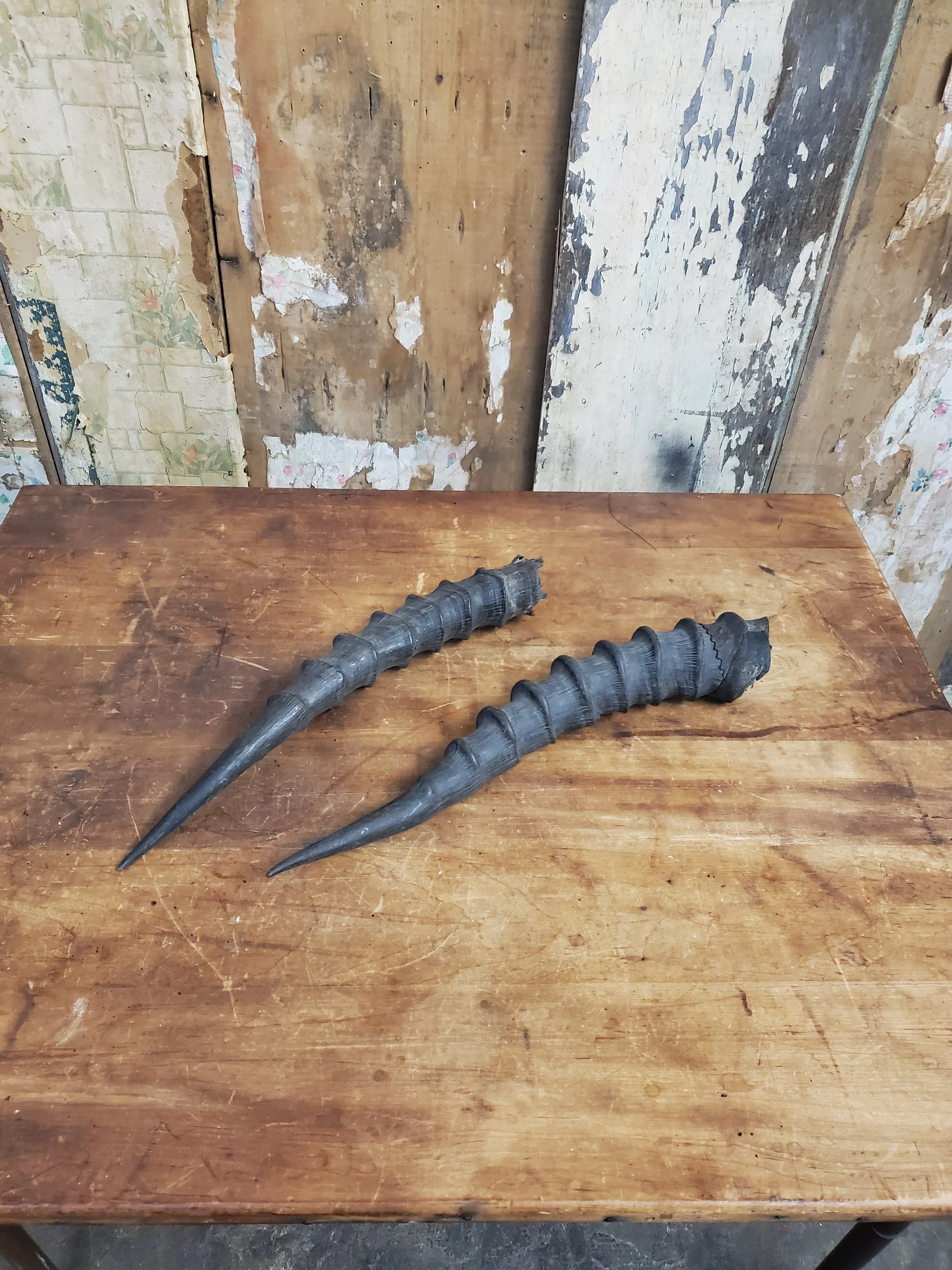 Paire de cornes d'antilope africaine vintage AC 6092