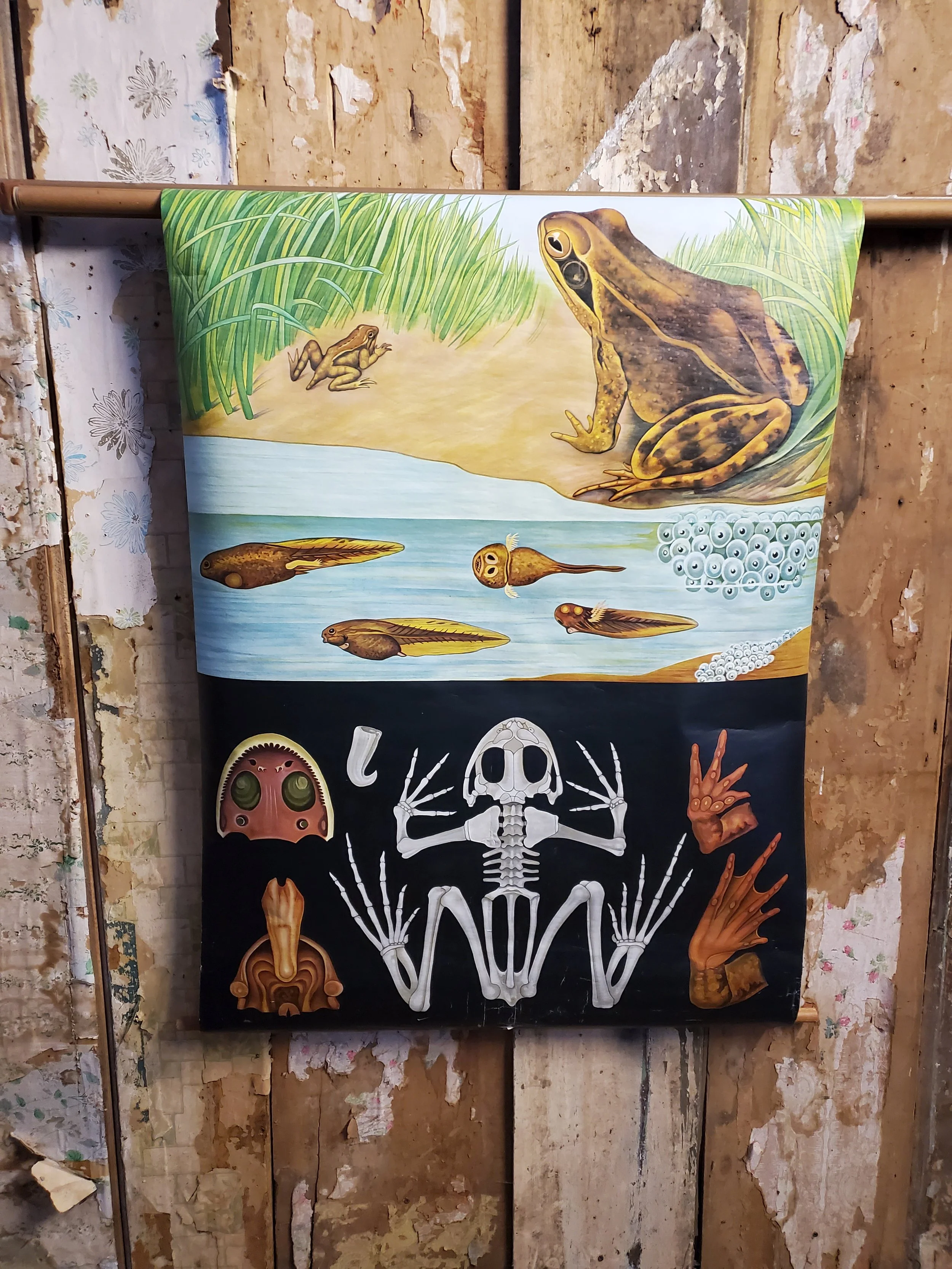 Charte murale scolaire Grenouille DENOYER GEPPERT vintage AC 6017