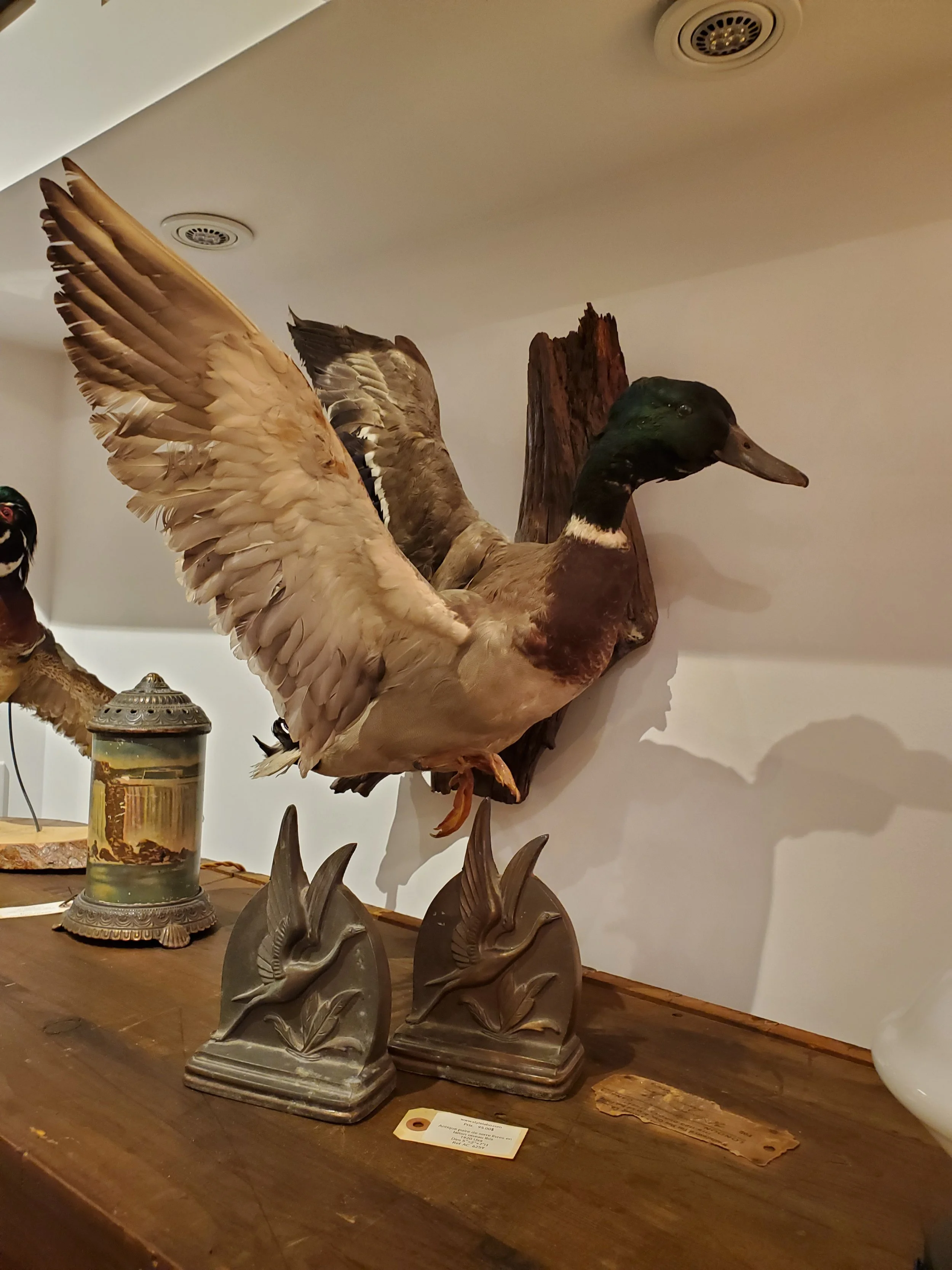 Taxidermie oiseau canard mallard support mural AC 6280