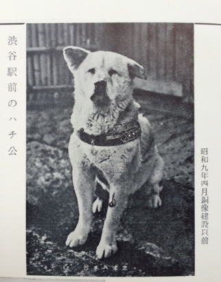  Hachiko, image from the old magazine "Shibuya Meibutsu" 1934
