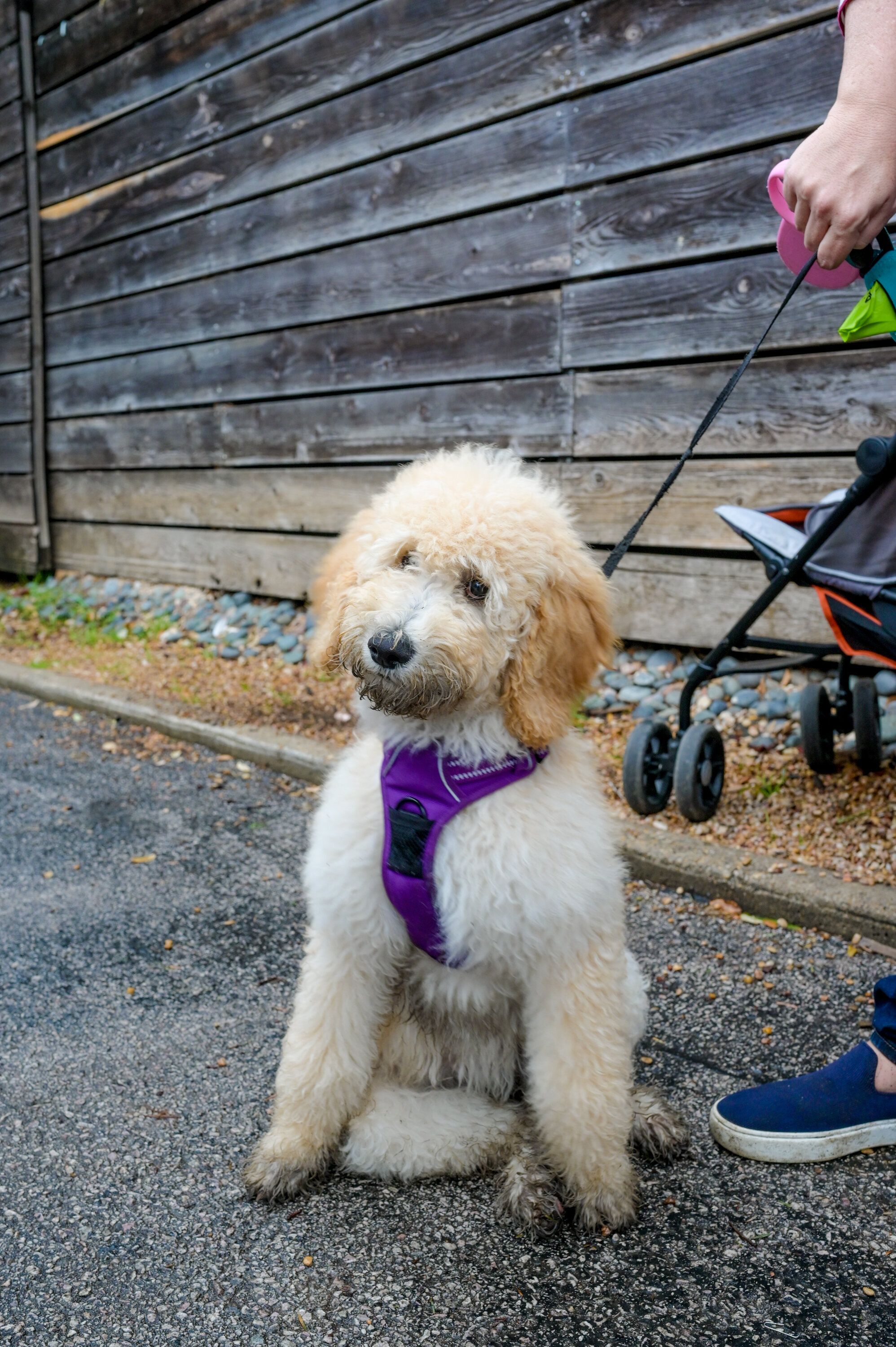  A fluffy white dog in a purple harness. 