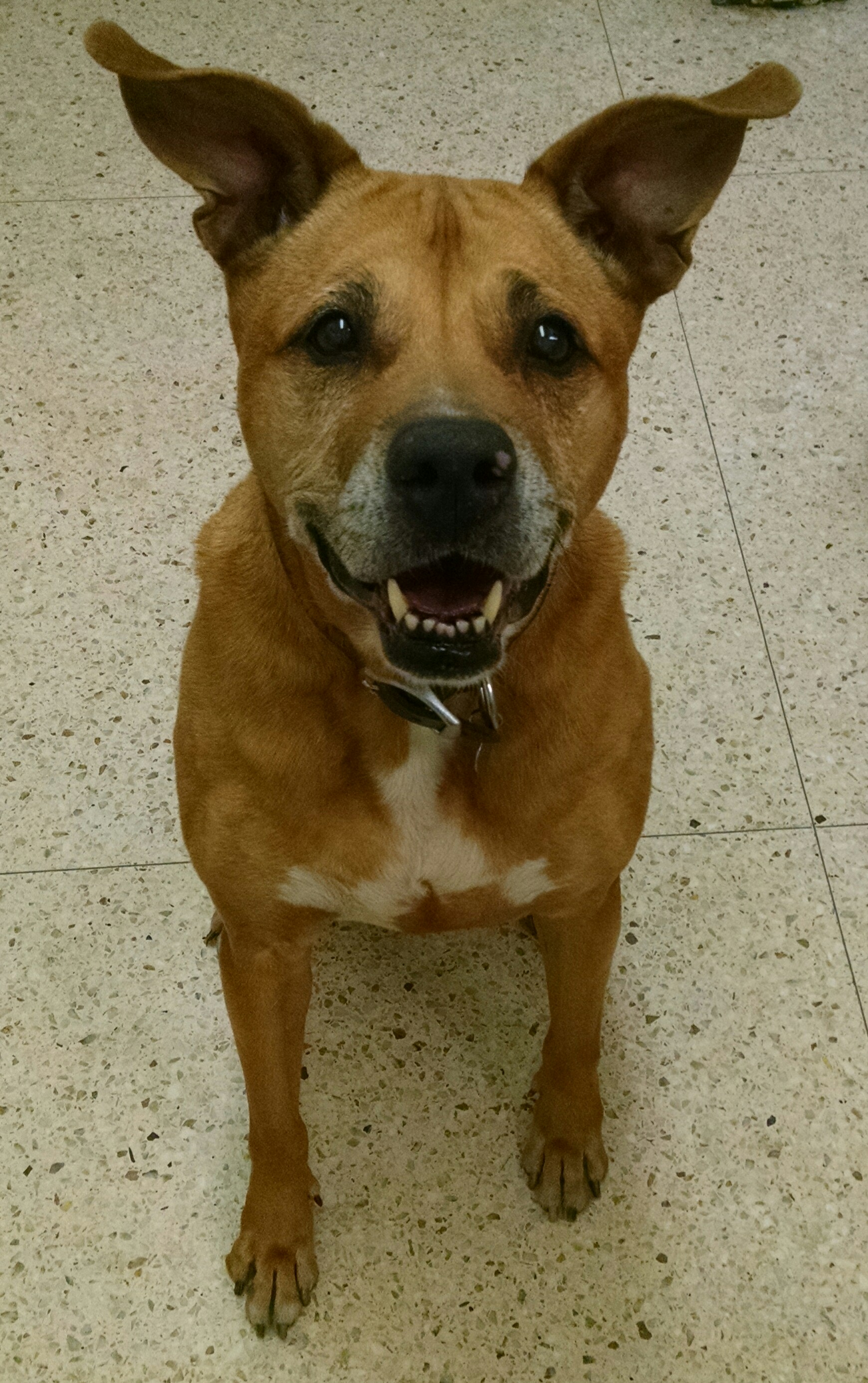 Lessons from Pet Loss — The Family Vet