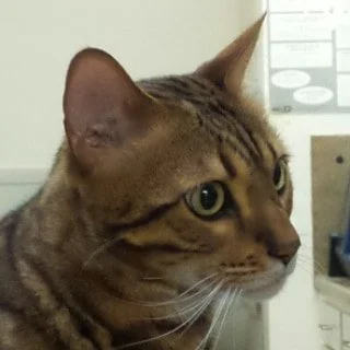 Kairu Z.
