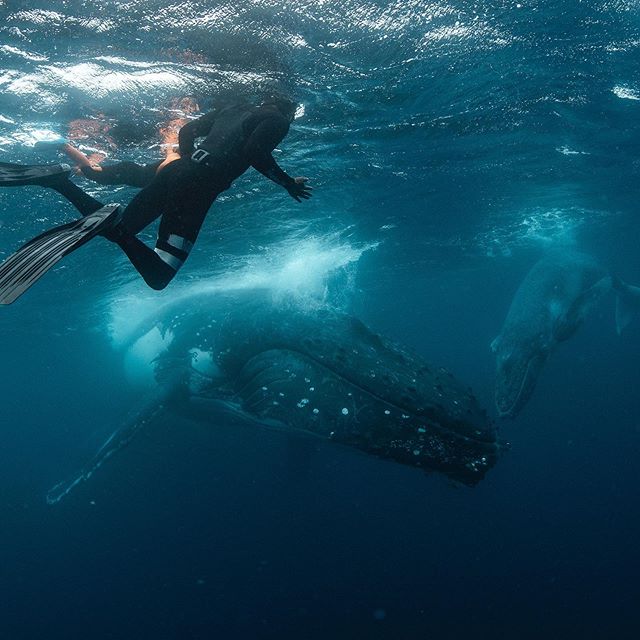 Baby whale with its momma + Little boy with his poppa 💙🐋💙 @thebucketlistfamily