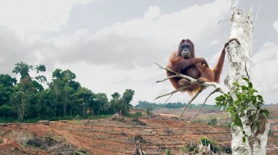 An orangutan clings to the only remaining palm tree in a forest depleted by the palm oil industry. Orangutans, who are displaced, orphaned, kidnapped and killed by the palm oil industry, have become a symbol of the destructive effects of palm oil. (…