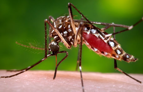 Pagan-real-kind-novato-mosquito-deet-free-natural-organic-zika-marin