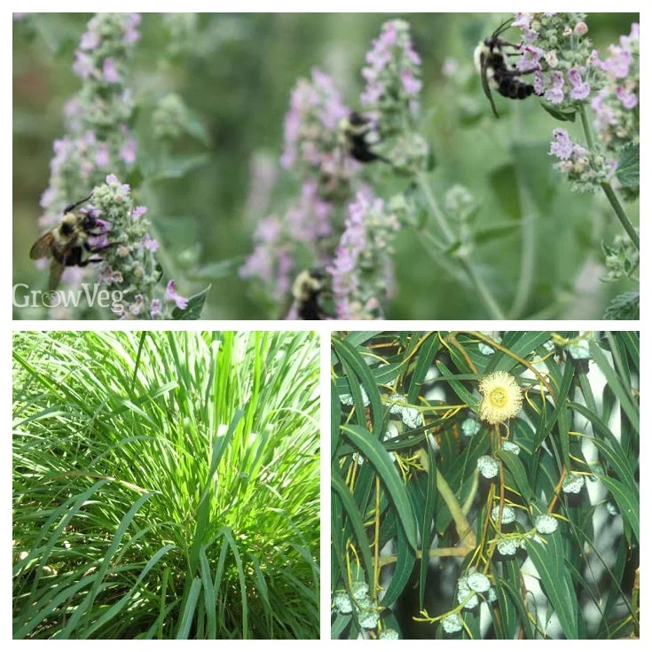 Catnip (top), citronella (bottom left), and lemon eucalyptus ward off those evil mosquitoes.