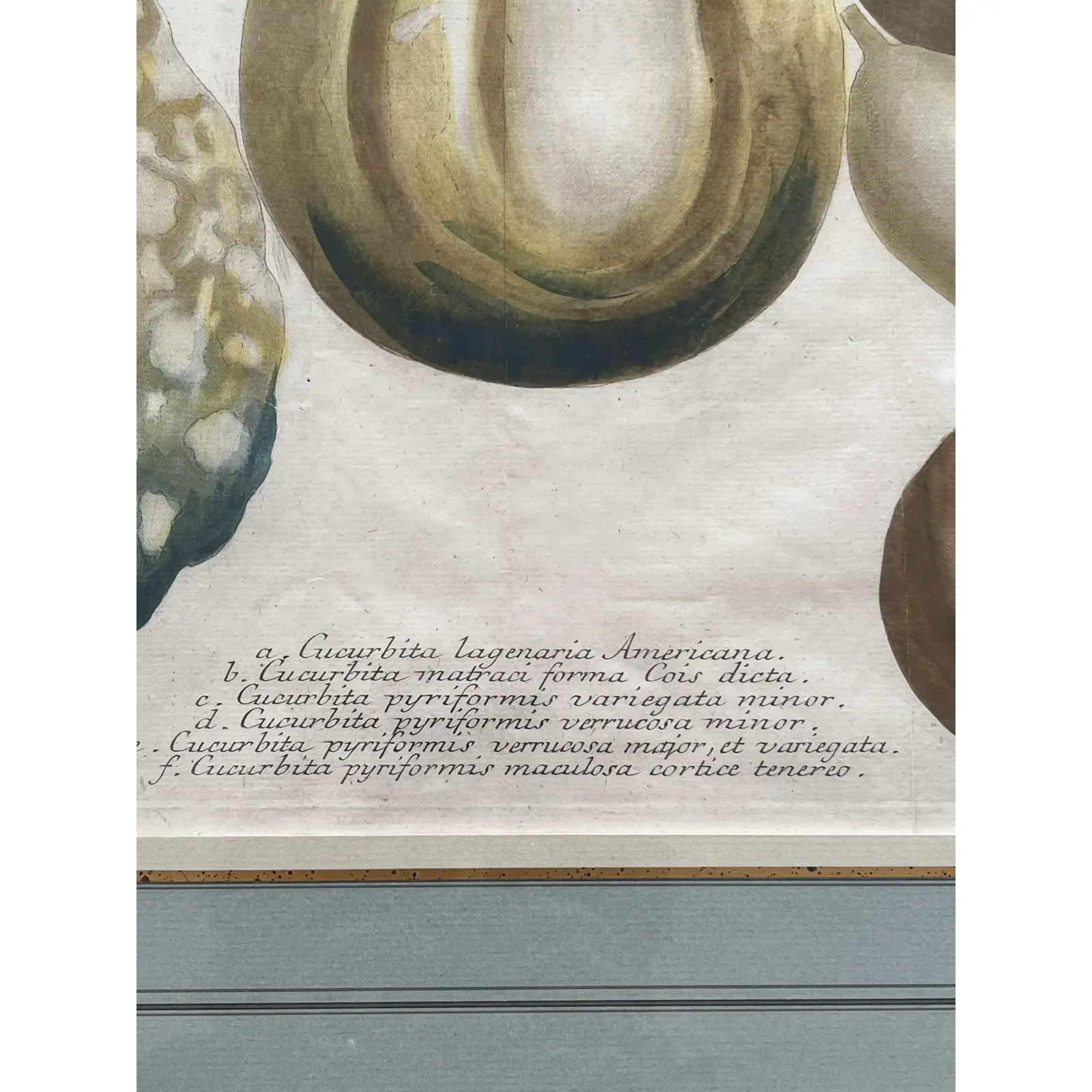 pair-2-matted-and-framed-botanical-engravings-of-gourds-1011.jpg